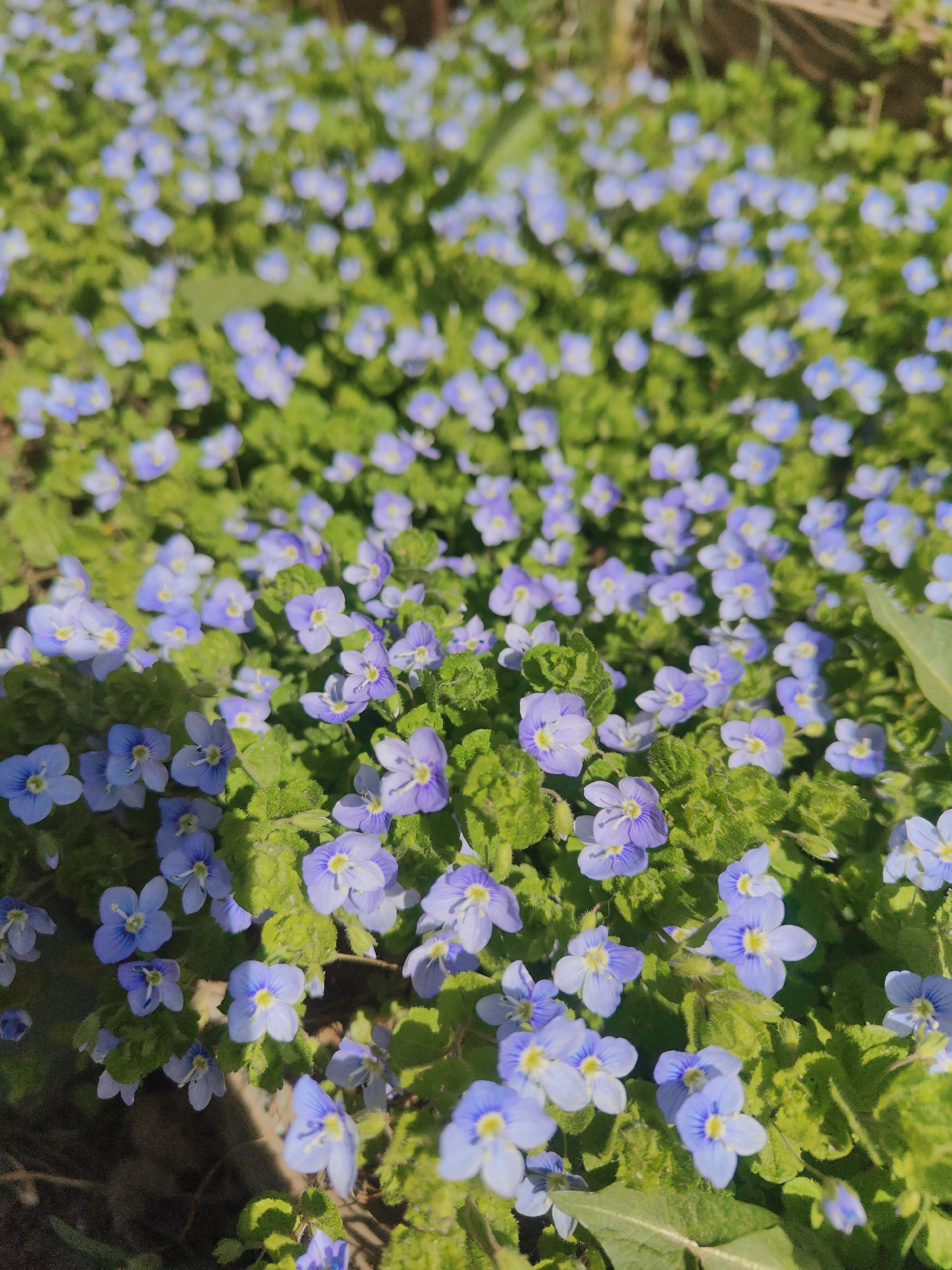 A close-up, slightly blurred image shows a dense patch of small, light blue flowers with yellow centers, interspersed with green foliage. The scene is likely outdoors in a natural setting. The image provides no information to confirm the location in Chaikovsky, Russia, or any details about people, specific objects, actions, or interactions beyond the flowers and foliage.