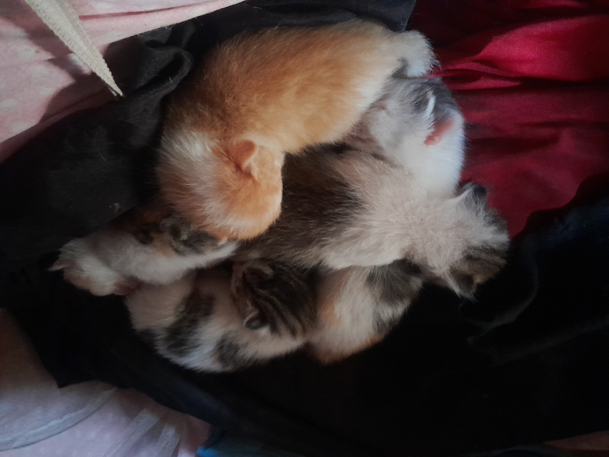 Four kittens are huddled together on a pile of clothing. One is a solid orange color, and the other three are calico. The clothing appears to be a mix of colors including black, red, pink, and a light blue, indicating the kittens may be in someone's personal space. The image was taken indoors, and the location is Jos, Nigeria.