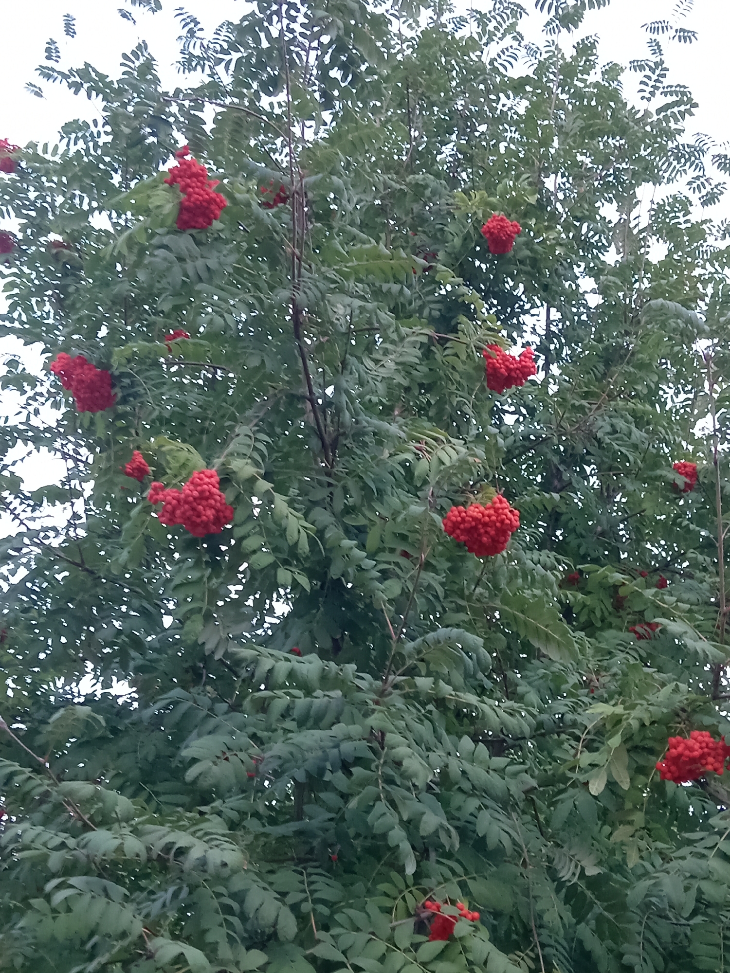 A low-angle, full shot shows a rowan tree with bright red berries hanging in clusters amongst green leaves against an overcast sky. The tree is located in the city of Rudny, Kazakhstan. The branches are dense, and some berries are obscured by foliage. The overall impression is of a natural scene within an urban environment.