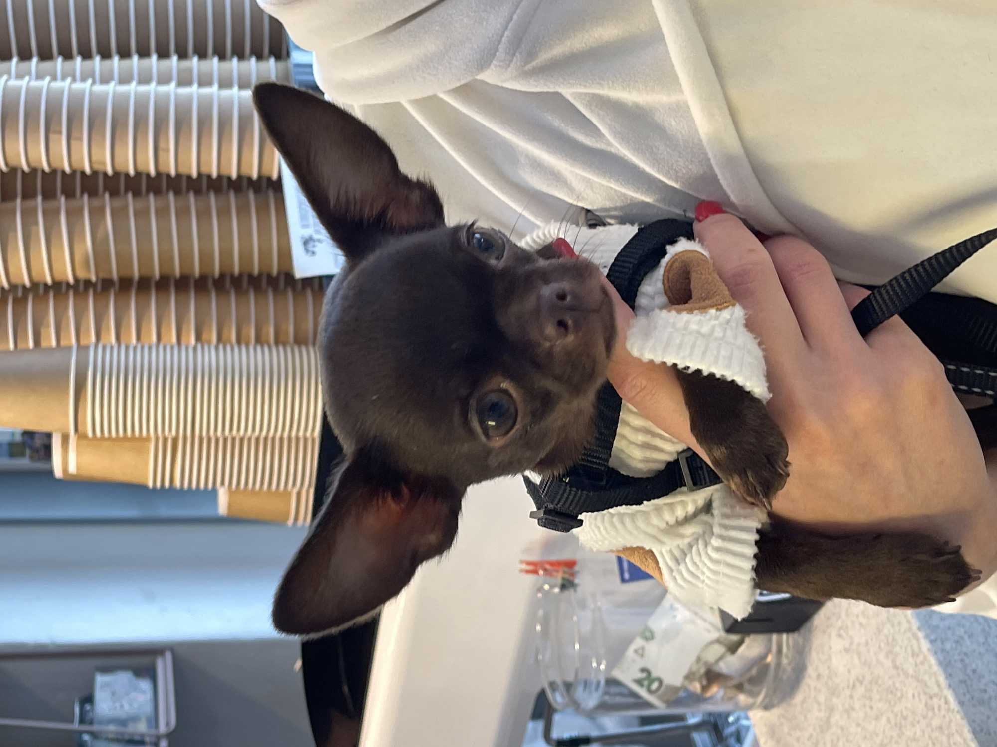A close-up, eye-level, vertical shot captures a small, dark brown Chihuahua puppy being held by a person. The puppy is wearing a white ribbed sweater with brown trim and a black harness. It has large, expressive ears, dark eyes, and its pink tongue is slightly visible. The puppy is positioned in the center of the frame, with its head tilted slightly to the left.
In the background, out of focus, are stacks of disposable paper cups, some white and some light brown, arranged in rows. To the left, a glass jar is visible containing what appear to be folded banknotes, possibly money for a tip jar. The surface beneath the jar is a speckled countertop. The overall environment suggests a cafe or similar establishment. The lighting is soft, and the focus is sharply on the puppy.