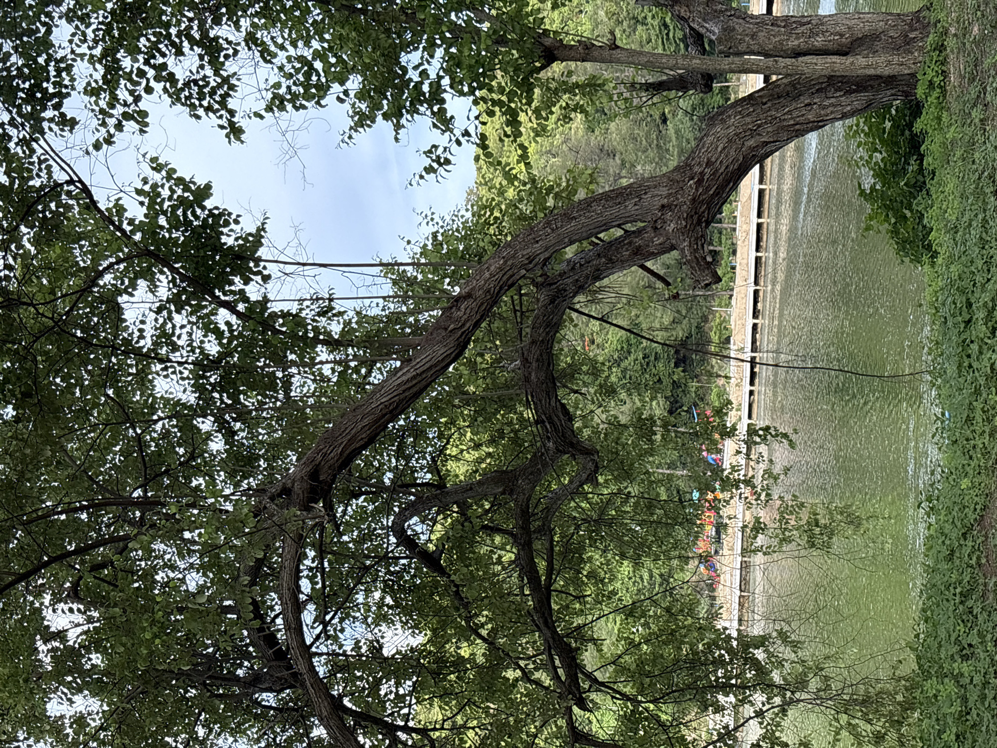 The image depicts a serene outdoor scene, likely in Rawai, Thailand, characterized by lush greenery and a body of water. In the foreground, the gnarled branches of a large tree dominate the frame, their leaves creating a dappled canopy that partially obscures the sky. The sky above is a muted blue, suggesting it might be daytime, possibly overcast or with soft light filtering through the foliage.
Beyond the trees, a calm body of water stretches out, its surface rippling gently. Along the edge of the water is a constructed embankment or walkway, lined with what appears to be a light-colored railing. Situated on this walkway are several individuals, though their features are not clearly discernible due to the distance and the framing of the image. They are dressed in brightly colored clothing, and some appear to be interacting with small, inflatable boats or rafts moored along the edge. The presence of these colorful inflatables suggests recreational activity, possibly kayaking or paddle boating.
The overall atmosphere is peaceful and natural, with the dense foliage of the trees and the quiet water creating a tranquil setting. The lighting suggests it is not harsh midday sun, lending a soft, perhaps late afternoon, ambiance to the scene. The presence of people engaged in leisurely activities indicates a public park or recreational area. There is no visible text in the image.