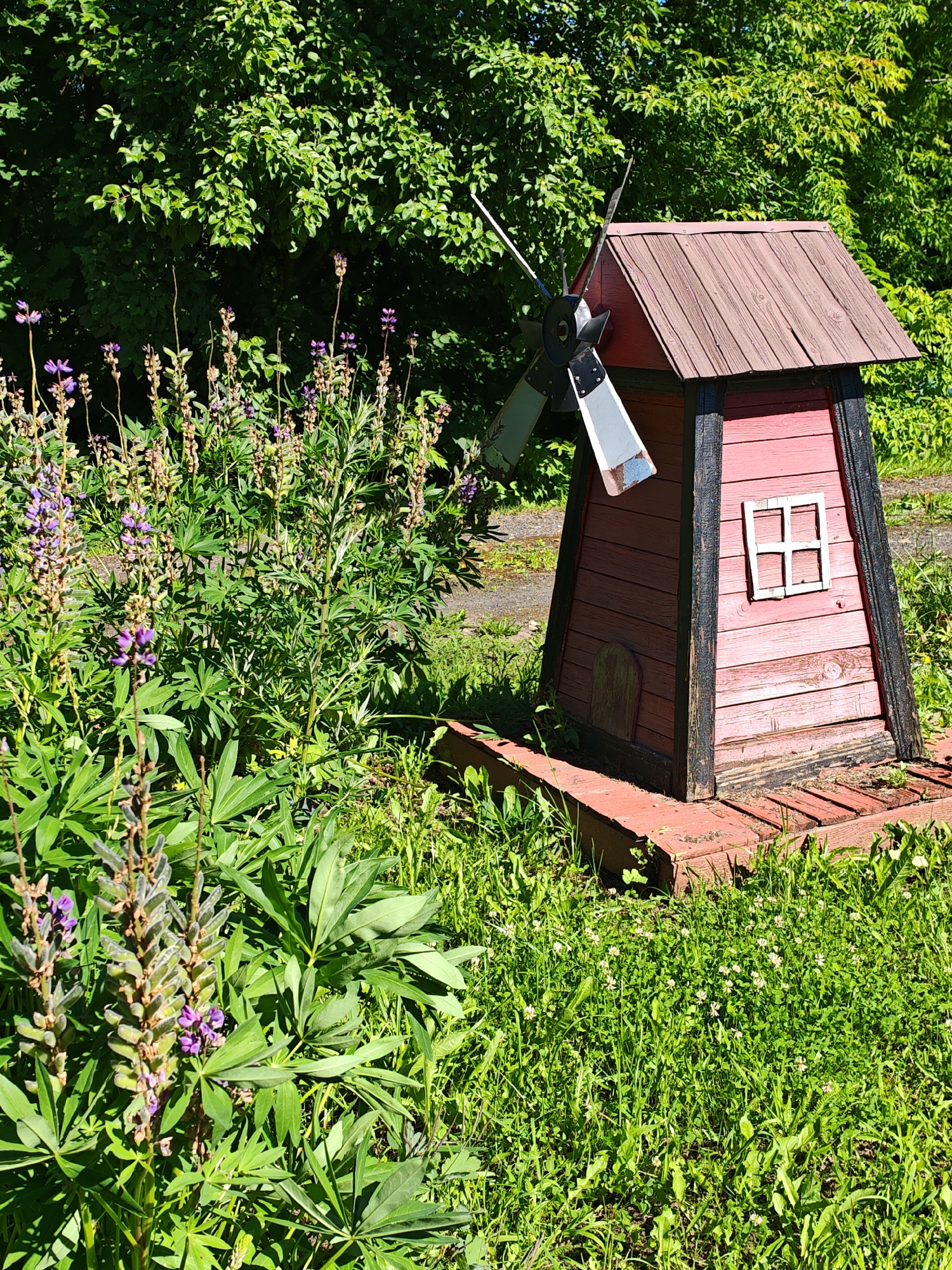 In a sunlit, outdoor setting, a miniature red wooden windmill with a brown roof stands amongst lush green foliage and blooming lupine flowers. The windmill, featuring a small white window and a decorative wooden door, is situated on a red wooden platform. Behind the windmill, a dense green canopy of trees suggests a natural or park-like environment. The ground is covered with a variety of green plants, including grass and clover, with a dirt path visible in the background. The image was taken on July 13, 2023, at 1:48 PM in Buy, Russia. There are no people present in the scene.