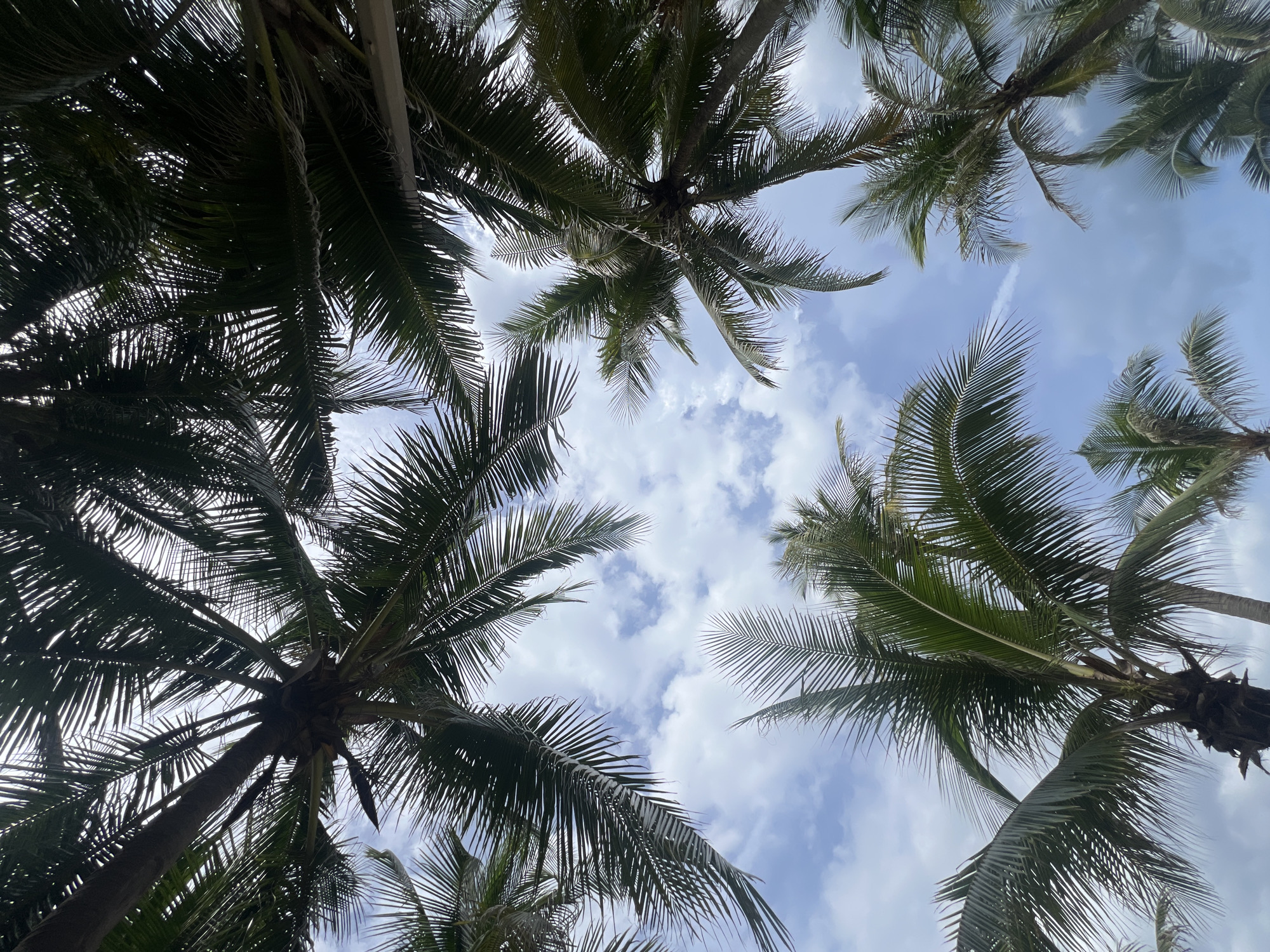 This is a low-angle, full-shot photograph of several palm trees against a cloudy sky, taken from beneath the fronds. The image was captured in Đà Nẵng, Vietnam. The palm trees are lush and green, with their long, slender leaves creating a canopy effect against the bright sky. The sky itself is a mixture of blue and white, with fluffy clouds scattered across it. There is no evidence of human presence in the frame, nor any man-made structures other than what appears to be part of a building or structure partially visible at the bottom right, under the canopy of palm fronds. The composition is dominated by the natural elements of the trees and the sky, suggesting a tropical or subtropical environment.