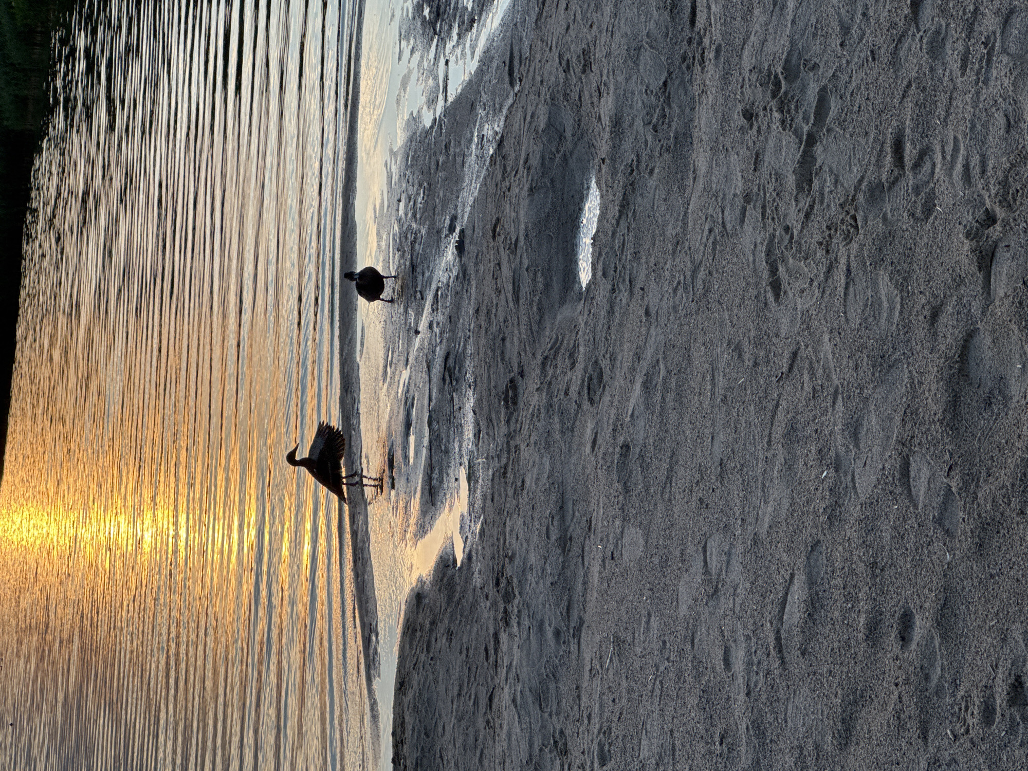 The image depicts a tranquil scene at dusk on a sandy shore, possibly near a body of water in Tallinn, Estonia. The setting sun casts a golden glow on the rippling water, creating a serene atmosphere. Two ducks are visible near the water's edge, one standing with its wings slightly spread, and the other closer to the viewer. The sandy ground is marked with footprints, suggesting recent activity. The background shows a dark treeline against the horizon.