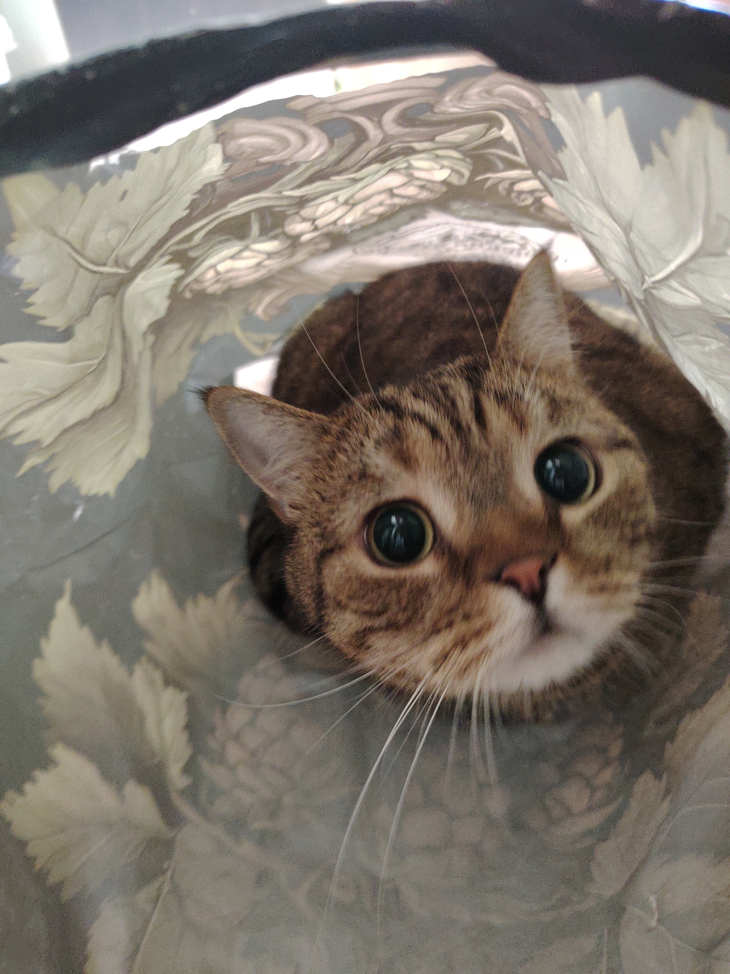 A close-up, overhead shot shows a tabby cat looking directly at the camera from inside a woven bag. The cat has large, round, dark eyes, and its face is filled with a pattern of brown and black stripes. Its nose is pink, and long white whiskers extend from its muzzle. The inside of the bag has a light-colored fabric with a pattern of leaves and pinecones. The top edge of the bag, a dark gray band, is visible along the top of the image. The lighting suggests an indoor setting.