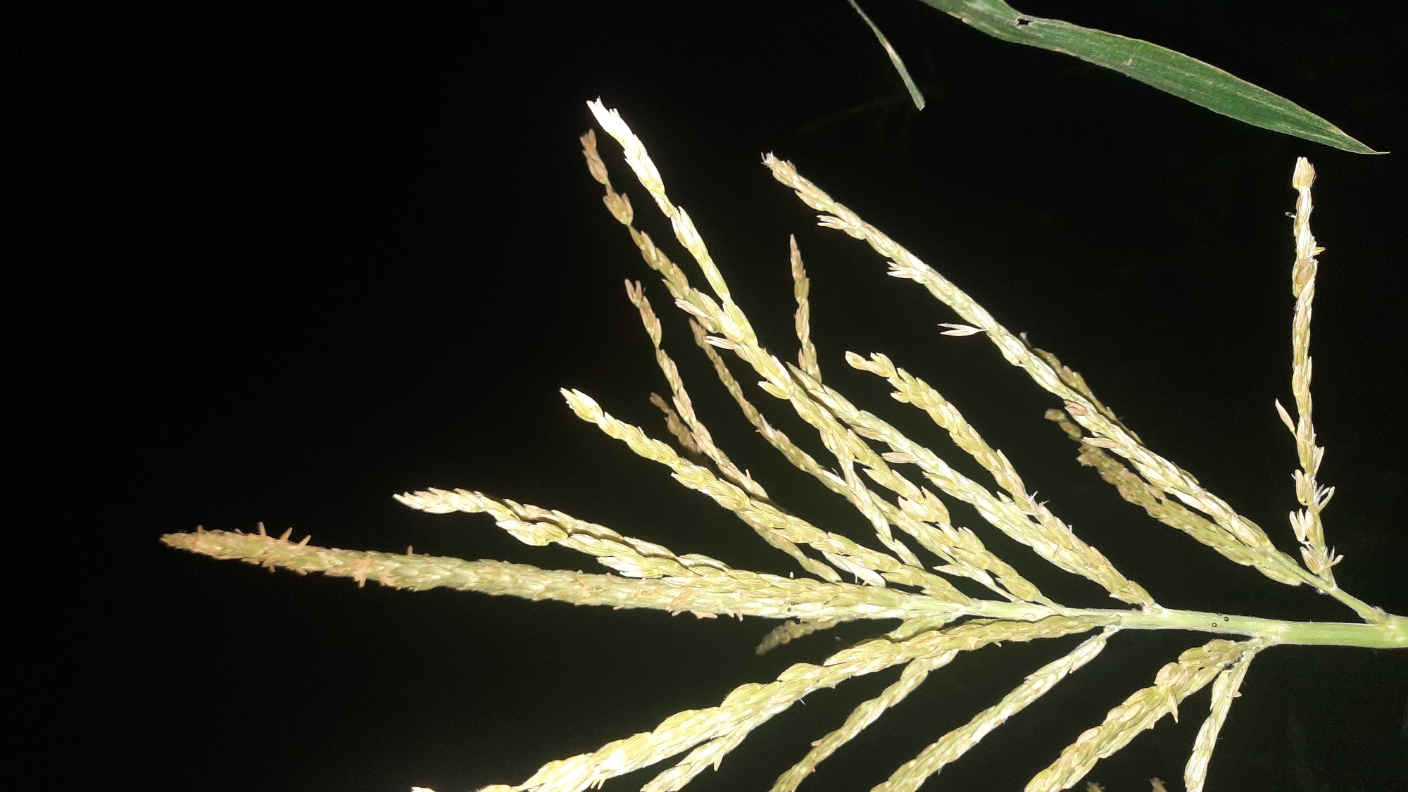 A close-up, low-angle shot shows the tassels of a corn plant against a dark background. The tassels are light green and yellow, with numerous spikelets branching off a central stem. The tassels are the male flowers of the corn plant, responsible for producing pollen. One of the tassels is at the very top of the image, pointing upwards, while others fan out to the sides. The background is completely black, suggesting the photo was taken at night or in a very dark environment. A single, long, green corn leaf enters the frame from the bottom right corner. The location is in Shkloŭ, Belarus.