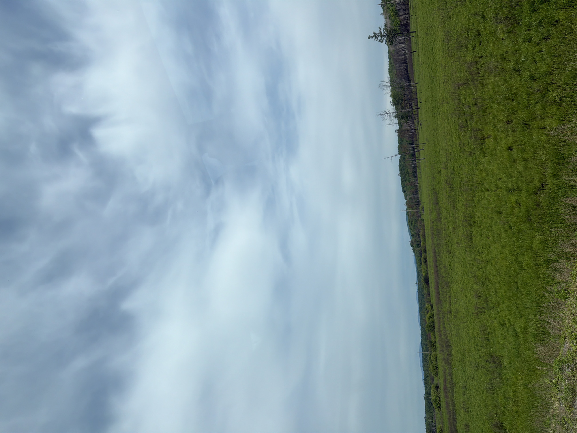 The image shows a wide, open, grassy field under a cloudy sky. In the distance, a line of trees forms the horizon, with some barren or dead trees interspersed with evergreen trees. The terrain appears relatively flat, with some gentle undulation in the far distance, suggesting rolling hills or mountains. The sky is filled with dramatic, wispy clouds that streak across the frame, giving the impression of a dynamic weather system. The overall scene is natural and somewhat desolate, with a strong sense of open space. There are no people or animals visible in the image. The location is described as a city in Trek, Russia, though this information is not visually verifiable from the image itself.