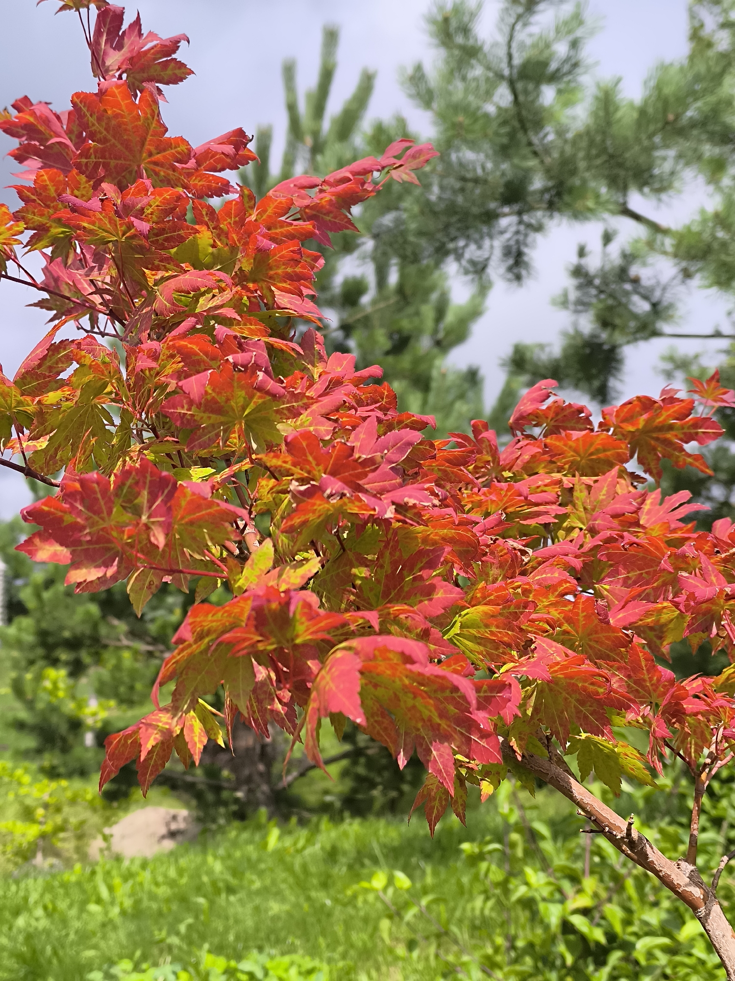 The image displays a close-up of vibrant red and green Japanese maple leaves on a branch, set against a blurred background of green foliage and a pale sky. The leaves exhibit a gradient of color, transitioning from bright red at the edges to yellow-green towards the center. A thin, woody branch with a rough texture extends horizontally across the lower right portion of the frame, supporting the cluster of leaves. In the background, out of focus, are the needles of a pine tree and lush green grass. There are no people or animals visible in the image. The scene appears to be an outdoor garden setting.