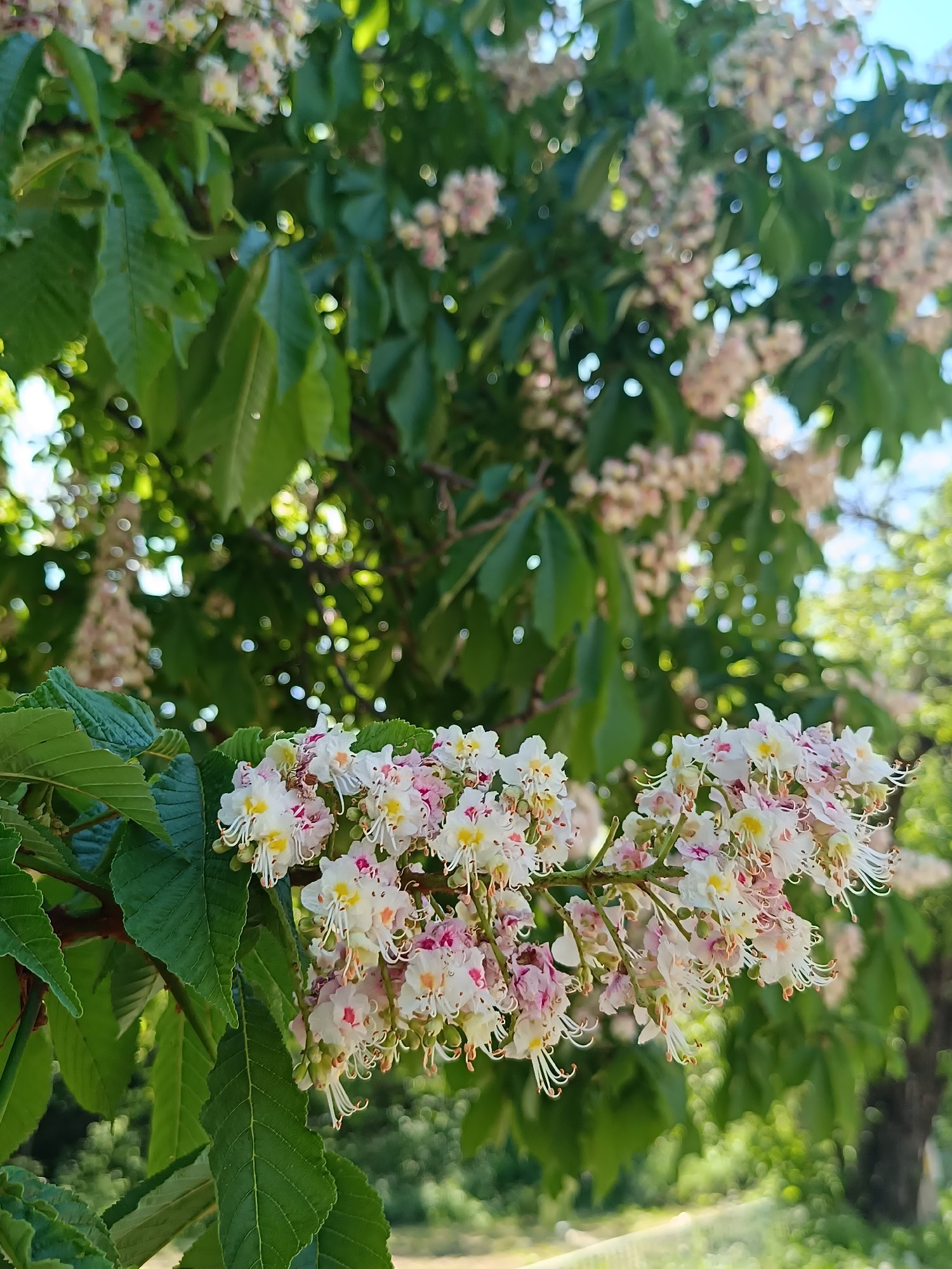 The image presents a close-up view of a flowering branch of a chestnut tree, presumably Horse-chestnut. The flowers are predominantly white with tinges of pink and yellow, and are densely clustered. The leaves are large, green, and palmate. The background is blurred, showing other branches and foliage, suggesting a park-like setting. Given the location provided, the scene is likely situated within the city of Pleven, Bulgaria, specifically in a park or green area where chestnut trees are planted. The environment suggests a sunny, daytime scene with natural light. There are no people visible in the image.