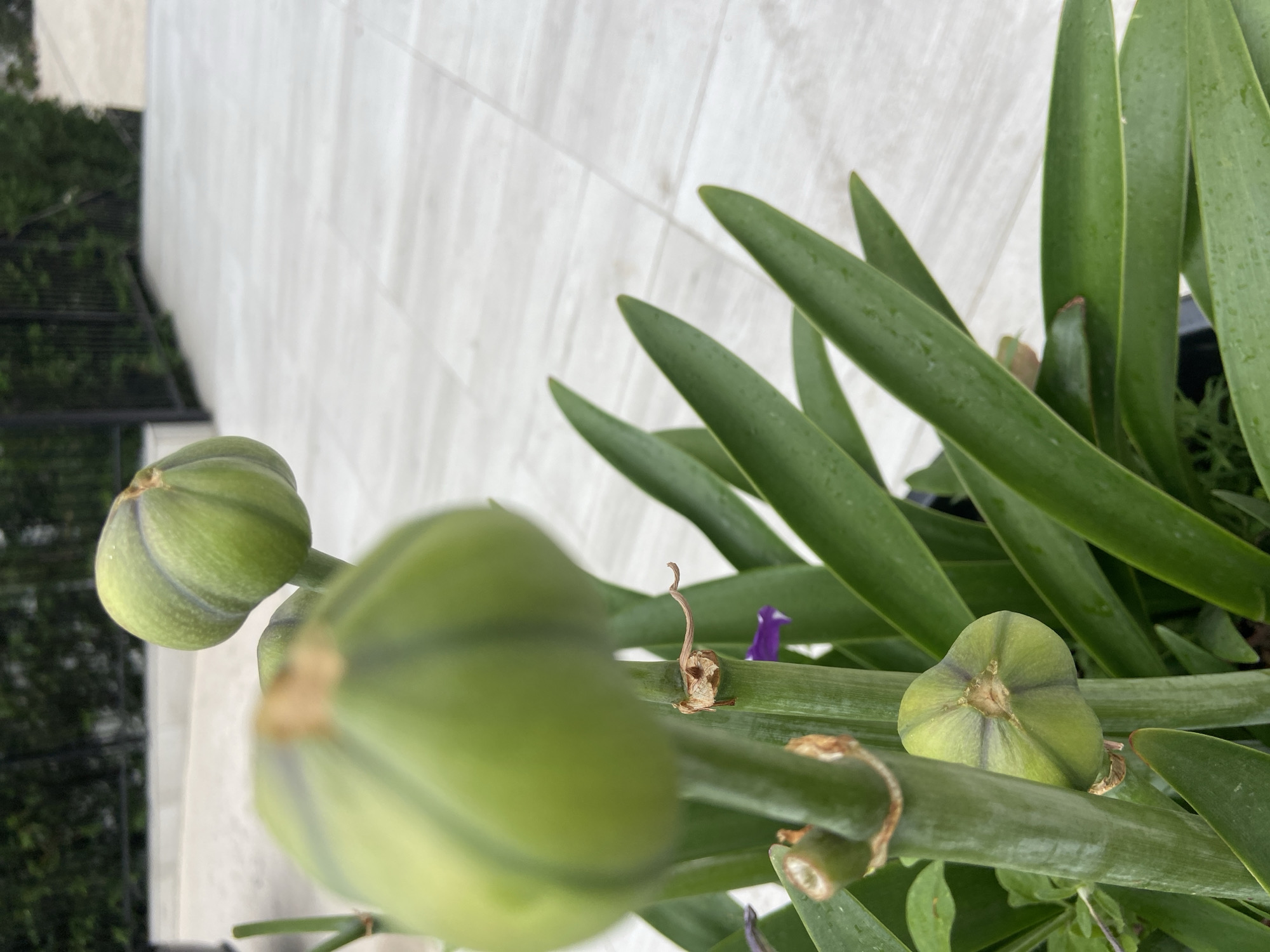 This media file captures an upright, close-up perspective of a plant, likely *Agapanthus* (Lily of the Nile), showcasing its robust green foliage and prominent, unopened flower buds. The scene is set outdoors, strongly suggesting a balcony or patio environment, consistent with locations like Budva, Montenegro.
The main subjects are several large, spherical green flower buds emerging from thick, sturdy stems. The bud positioned in the foreground is intentionally blurred, directing the viewer's eye to the clearer buds slightly further back. These mid-ground buds display distinct vertical segments and faint purplish lines, hinting at the color of the impending blossoms. One of the stems hosts a small, dried, curled brown piece of plant material and a tiny, vivid purple petal or flower, possibly detached from an earlier bloom. The plant's long, strap-like, dark green leaves are visible throughout the frame, some appearing to have small water droplets, suggesting recent rain or watering.
In the background, to the left, a dark, blurry metal structure, possibly a railing, can be discerned, with softer green foliage indicating distant trees or bushes. The right side of the background reveals a light-colored, possibly tiled or paved, outdoor surface. The natural, bright illumination suggests a daytime setting. The image conveys a sense of serene natural beauty and the anticipation of flowers about to open. No text is visible within the image.