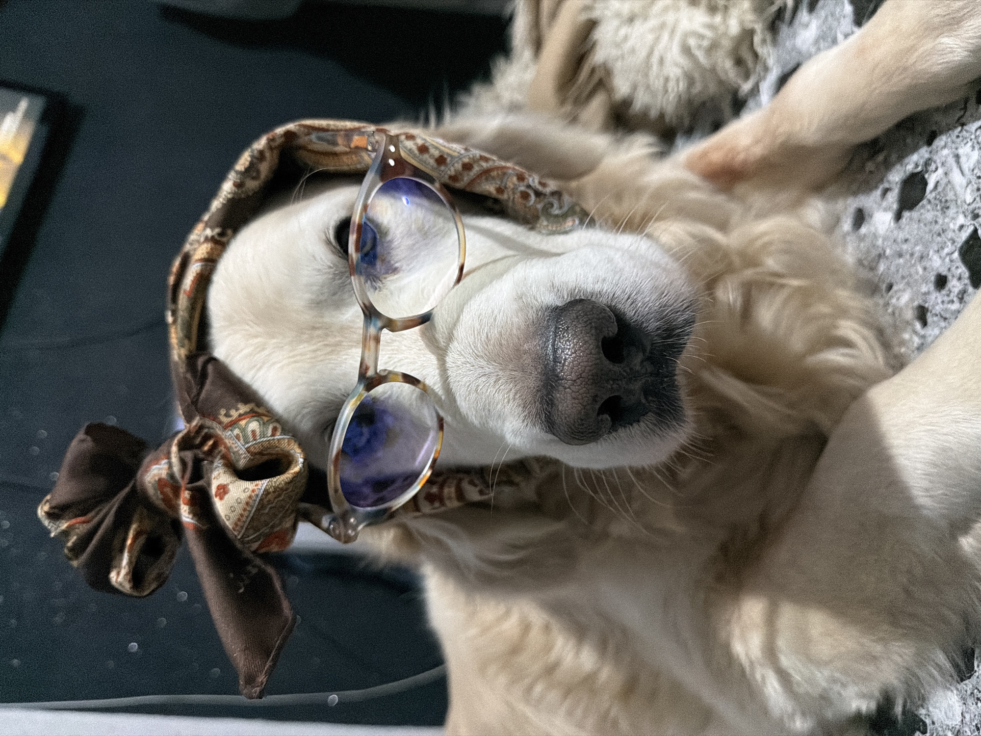 A medium, close-up shot depicts a Golden Retriever dog lying on its back. The dog is wearing a patterned scarf tied around its head and a pair of tortoiseshell glasses on its snout. The background is blurred and shows a dark surface with a white edge in the lower left corner and a gray patterned surface on the right. The scene is illuminated with soft, natural light. The city of Tbilisi, Georgia, is not identifiable.