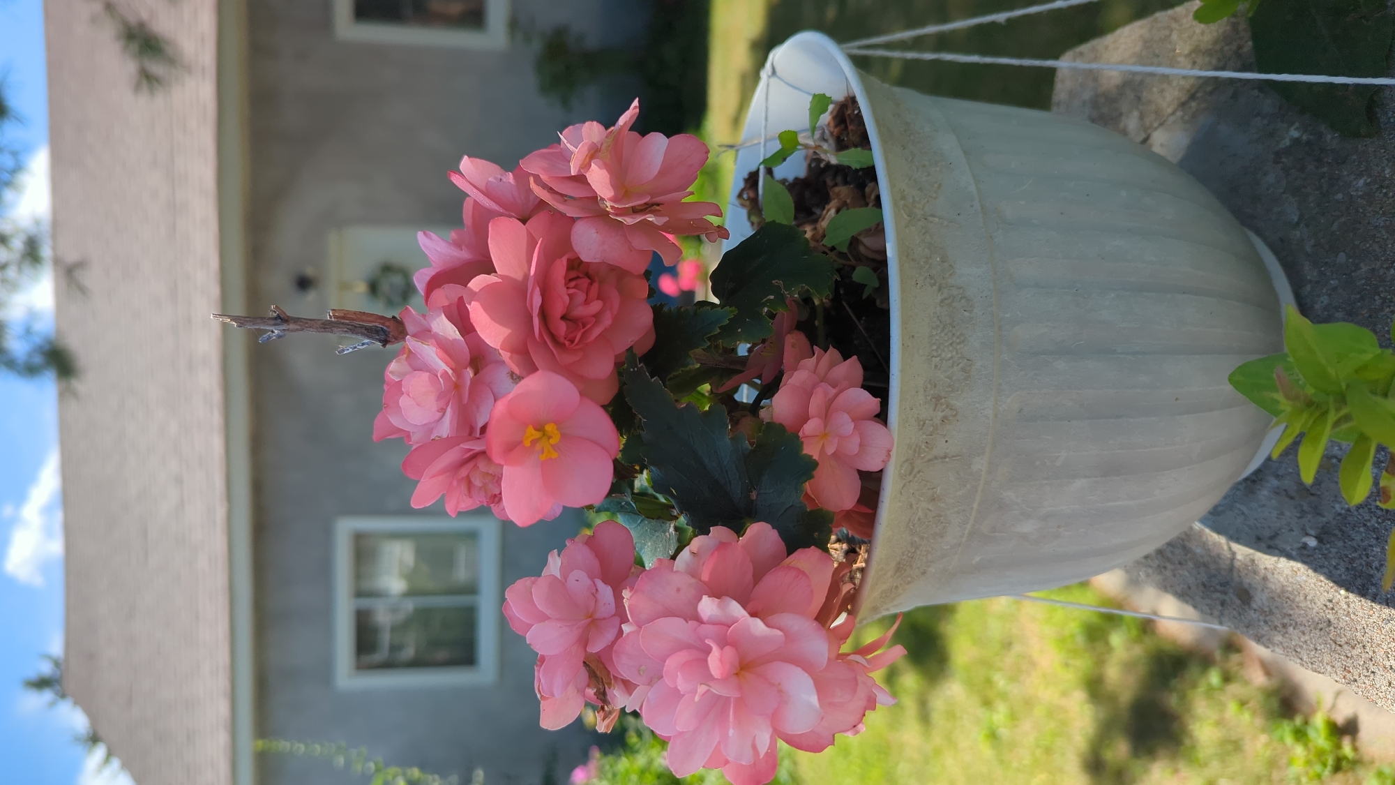 A close-up, vertical, outdoor shot features a white, ribbed plastic pot filled with blooming pink begonias. The flowers are clustered densely, with some showing yellow centers. Dark green leaves are visible amongst the blooms. A dry, twig-like branch protrudes from the center of the plant. The pot rests on a weathered concrete surface, with hints of green foliage in the foreground. In the background, a pale gray house with a brown roof is visible. A window with a white frame is present on the left side of the house. The sky is blue with scattered white clouds. The scene appears to be a residential area, potentially in Montreal, Canada. There are no people or animals visible in the image.