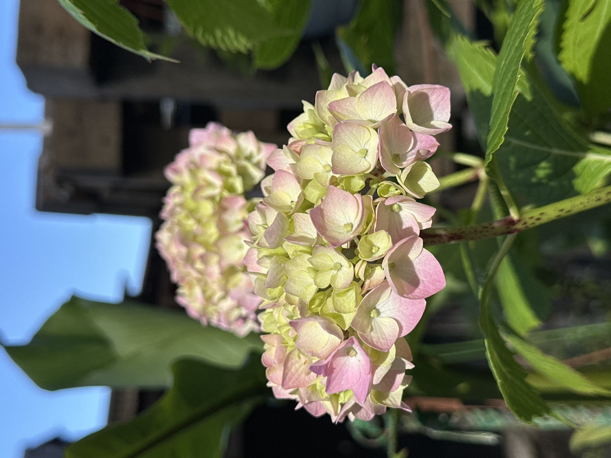 This vertically oriented image presents a close-up view of hydrangea flowers and their foliage under bright sunlight. The central focus is a large, vibrant cluster of hydrangea blossoms, featuring petals that transition from soft pink at their edges to pale green and yellow towards their centers. Another cluster of similar flowers is visible, blurred, in the background, adding depth to the composition.
Lush green leaves, some sharply defined with visible veins and serrated edges, and others softly out of focus, frame the floral subjects. A stem with distinct reddish-brown spots or markings is noticeable in the lower right portion of the image.
The background is predominantly out of focus, revealing a clear, bright blue sky on the left side, indicative of a sunny outdoor environment. Below the sky, blurred shapes suggest wooden structures or similar architectural elements. The strong illumination from the sun creates noticeable highlights on the petals and leaves, suggesting a clear, bright day. No discernible text is present in the image. The scene captures the delicate beauty of the hydrangeas in a natural, serene setting, consistent with an outdoor garden or balcony environment in a location like Sochi, Russia.