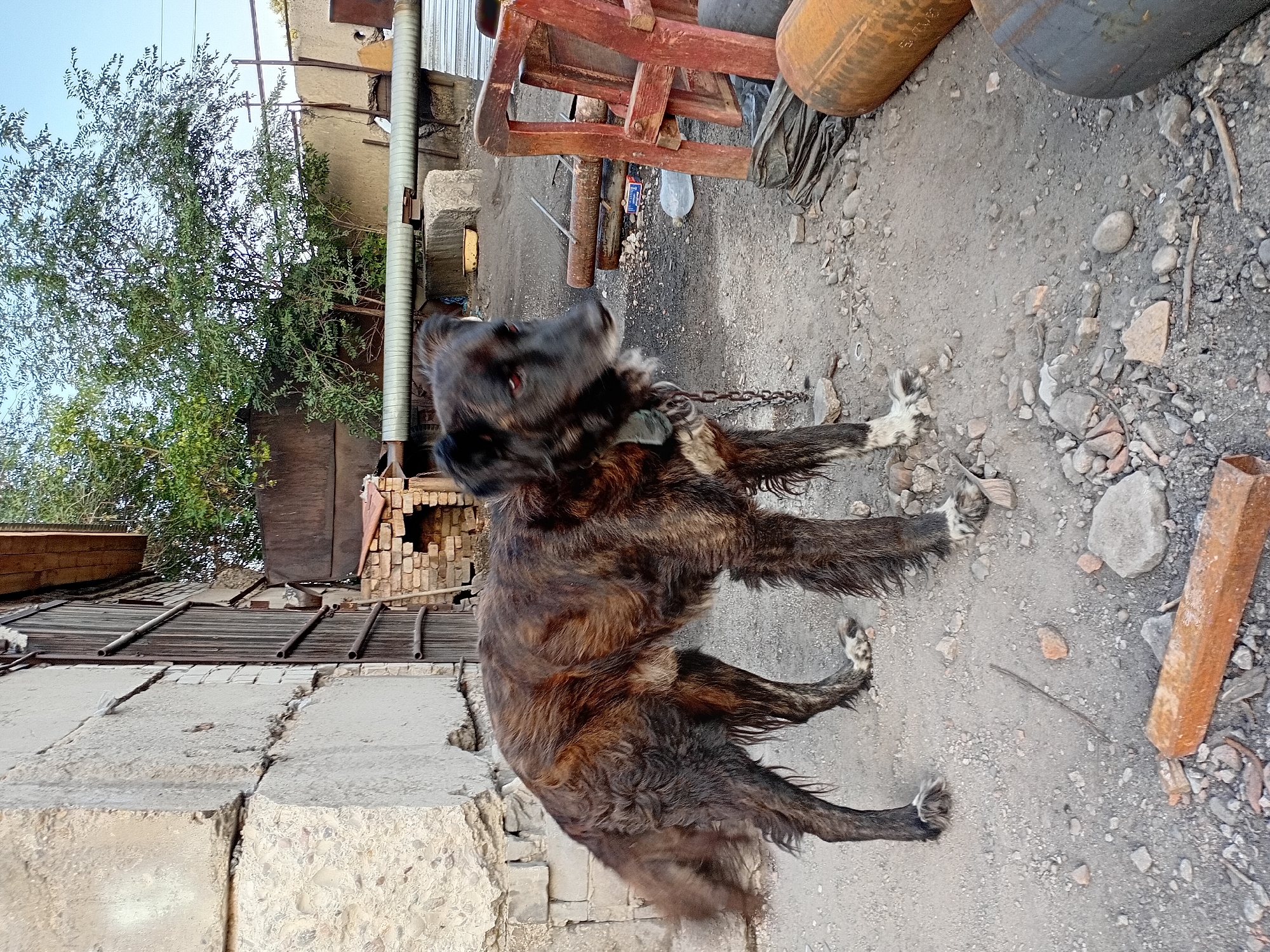 A medium-sized, brown and black, shaggy-haired dog stands on a gravelly surface next to a dilapidated brick building. The dog is chained by a metal collar and chain to a structure not fully visible in the frame. The dog is facing to the right of the frame, with its head turned slightly towards the viewer, showing its dark eyes. The background consists of a wall constructed of large concrete blocks, a wooden door, a large green tree, and various industrial pipes and metal objects. The overall environment appears to be an outdoor, industrial or junkyard setting. The scene is consistent with a typical courtyard area in the city of Semey, Kazakhstan, where such structures and chained dogs are common.