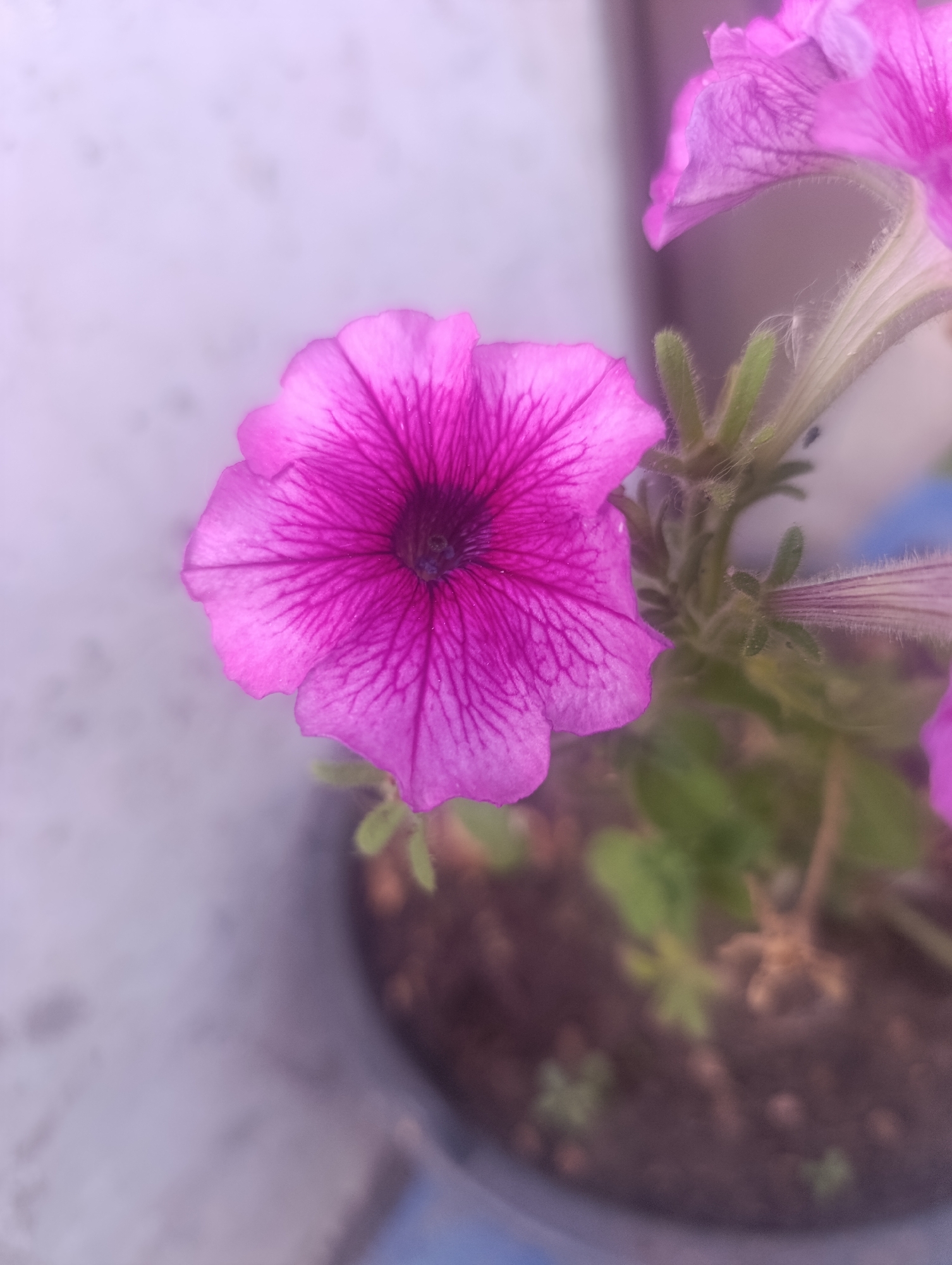 A close-up, shallow depth-of-field shot focuses on a vibrant pink petunia flower in the foreground. The flower's delicate petals display intricate veining, radiating from a dark center. The stem and surrounding leaves are softly blurred, with a hint of another petunia visible to the upper right. The background is a light, mottled surface, likely a wall or pavement. The scene appears to be outdoors, possibly in a garden or planter. There is no indication of the city of Zaliznyi, Russia, or any people.