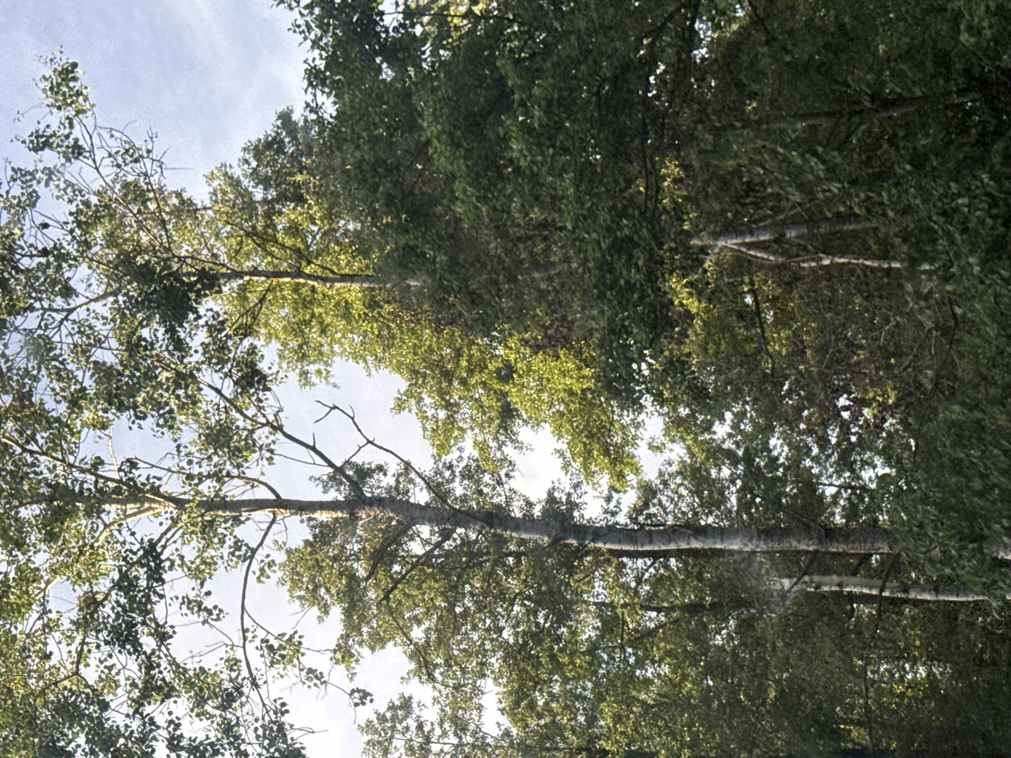 This media file captures a view looking up through the canopy of trees, with a bright sky visible in the background. The branches and leaves of several trees dominate the frame, creating a dense, green foliage. Sunlight filters through the leaves, casting dappled light and highlighting the vibrant green of the foliage. Some tree trunks are visible, appearing as textured, greyish-brown elements. The overall impression is one of being immersed in a forest environment. The perspective suggests the photograph was taken from below, looking upwards towards the sky. There are no people or specific objects visible other than the natural elements of the trees and sky. The image does not contain any visible text. The time of day appears to be daytime, given the bright sky, and the weather seems clear. The location context provided is Роўкавіцкі сельскі Савет, Belarus, suggesting a rural or forested setting within that region.