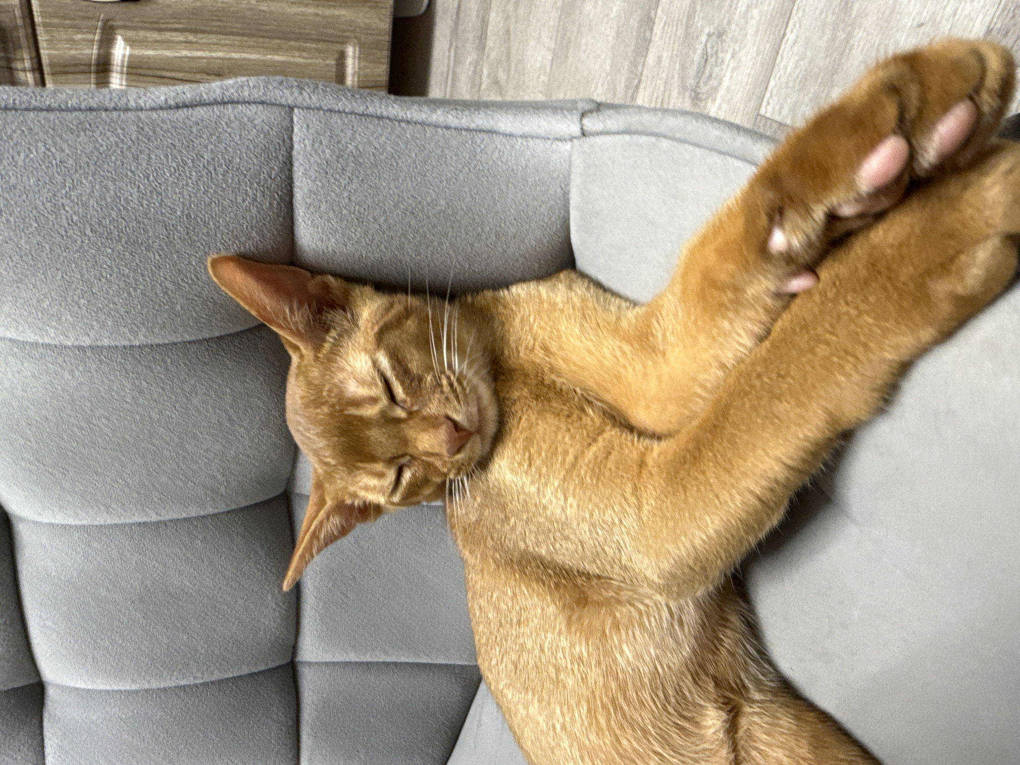 An orange cat is sleeping on a gray, tufted chair. The cat's eyes are closed, and its paws are crossed over its chest. The chair is in a room with wooden flooring and a wooden cabinet in the background. The image is taken from a medium shot, with the cat filling most of the frame. The lighting is soft and diffused, creating a peaceful atmosphere. There are no people visible in the image.