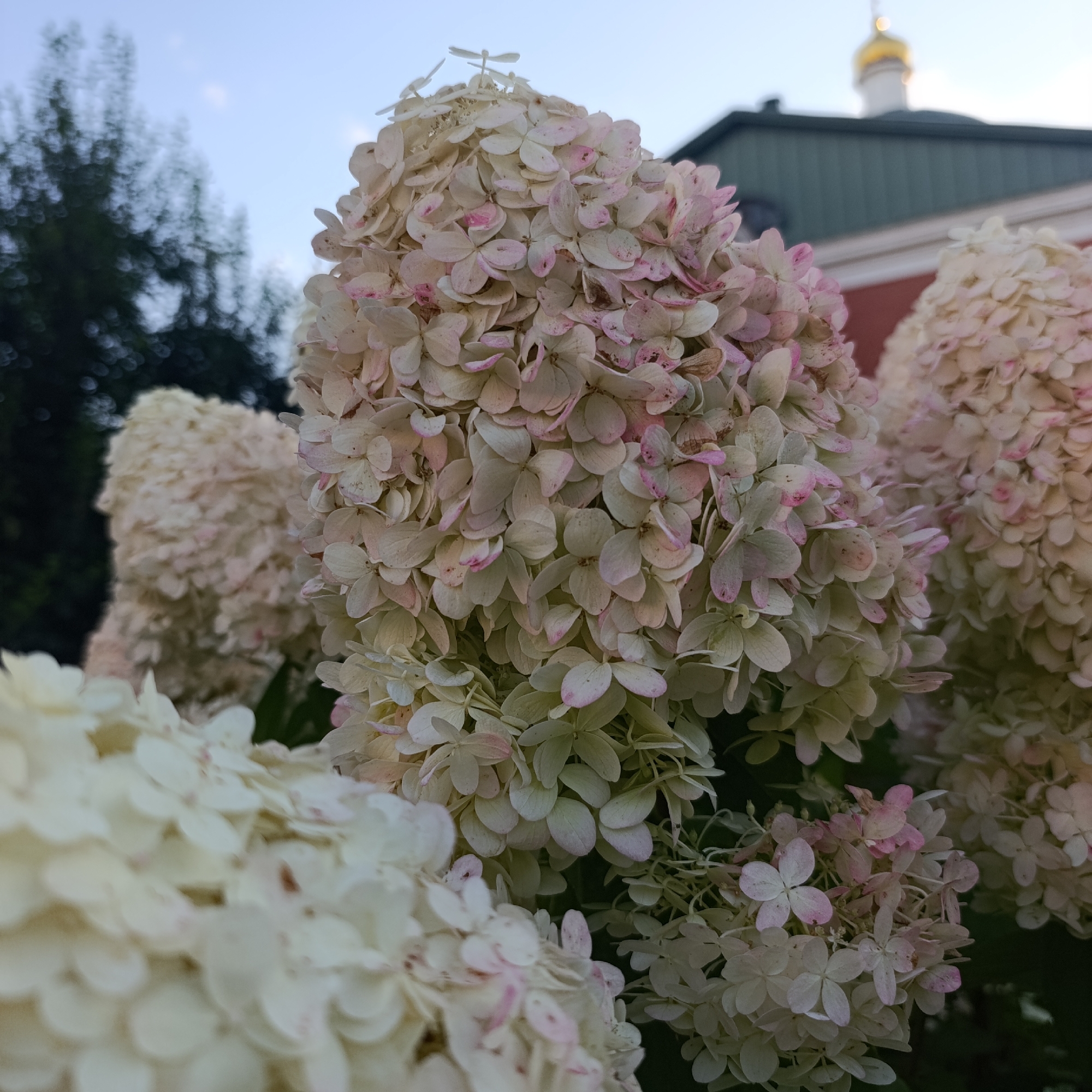 The image is a close-up, low-angle shot of hydrangeas with a building in the background. The flowers are predominantly white with hints of pink. In the background, a building with a green roof and red walls is visible, topped with a golden dome. This building is likely a church or monastery, and based on the golden dome, it could be the Annunciation Cathedral or another religious structure within Kazan, Russia. The sky is a pale blue, suggesting it is either early morning or late afternoon. The focus is on the flowers in the foreground, with the background slightly blurred. There are no people or animals present in the image.