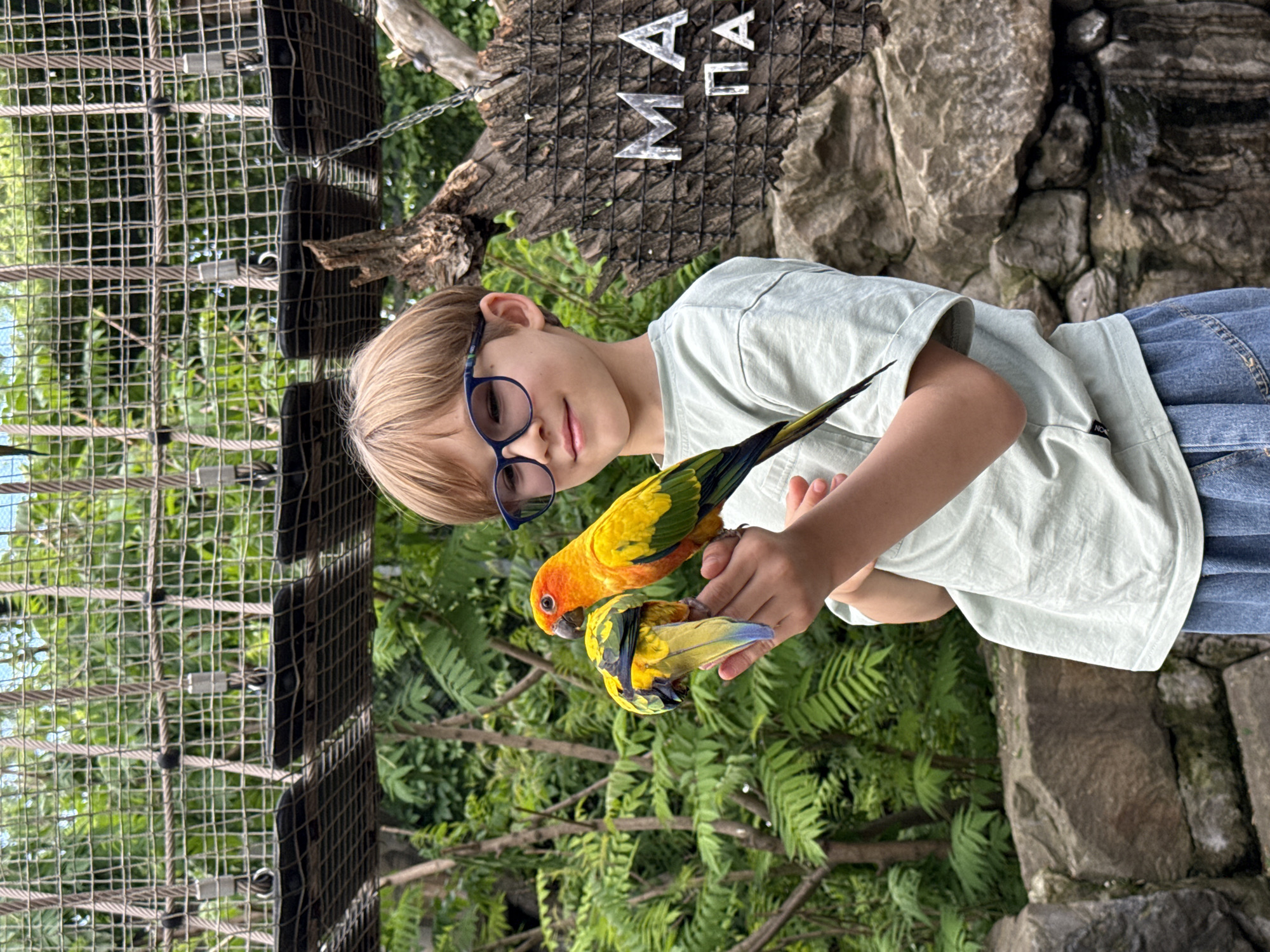 A young boy with blonde hair and blue-framed glasses is captured interacting with two vibrant parrots in what appears to be an aviary or bird park in Shakhty, Russia. The boy, dressed in a light green t-shirt and blue jeans, holds his hands gently, allowing the colorful birds to perch on them.
One parrot, primarily orange and yellow with green accents on its wings, stands upright on his right hand (viewer's left). The second parrot, also yellow with notable blue and black markings on its wings and tail feathers, is nestled on his left hand. The boy looks downwards with a calm and focused expression, suggesting an engaged and gentle interaction with the birds.
The background features natural elements, indicative of an outdoor setting. To the left, a wire mesh enclosure is visible, through which lush green foliage and trees can be seen. Behind the boy, there's a rustic wooden structure or tree trunk. Large, metallic Cyrillic letters are affixed to this wooden surface, clearly spelling "МАЙА" (Maya). To the right, rough-hewn rock formations complete the natural scenery. The bright, even lighting suggests it is daytime, contributing to the clear and vibrant depiction of the scene. The image conveys a peaceful and engaging moment of wildlife interaction.