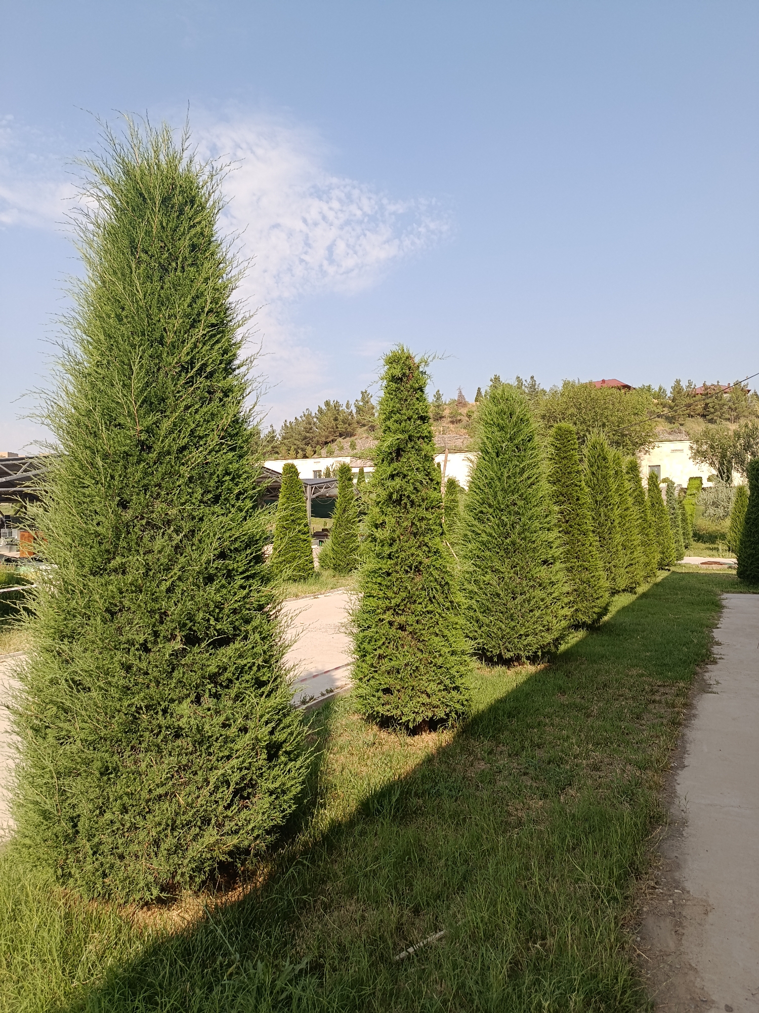 The image depicts a row of manicured evergreen trees, likely cypress or juniper, lining a paved walkway in Gulshan, Uzbekistan. The trees are conical in shape and vary in height, with the closest tree on the left being the largest and most prominent. A dirt path runs parallel to the trees and walkway, with a grassy area between them. In the background, there are buildings with light-colored walls and red-tiled roofs, surrounded by more trees and a hillside. The sky is clear and blue with a few scattered white clouds. The lighting suggests it is daytime, possibly late afternoon, as indicated by the shadows cast by the trees. There are no people or animals visible in the image. The scene conveys a sense of an organized and well-maintained outdoor space, possibly a park or the grounds of an establishment.
