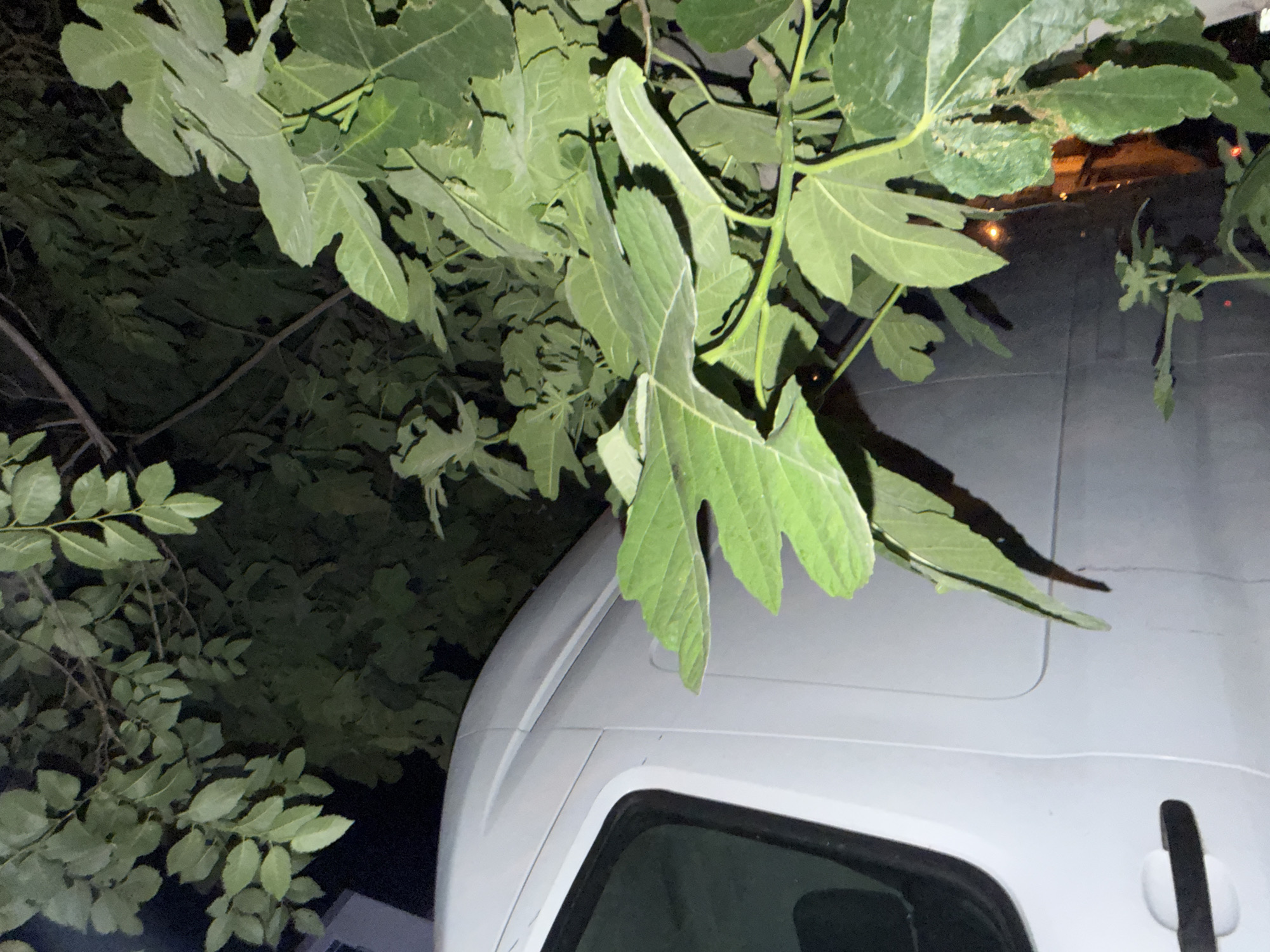 An outdoor, eye-level, medium shot shows the side of a white van parked near a tree with large green leaves. The van's side is mostly visible from the front passenger door handle and side mirror area, wrapping around to the rear. The tree's branches and leaves obscure the upper and right portions of the image. The leaves are a prominent feature, some casting shadows on the van. The background is dark, suggesting it is nighttime or a very shaded area, with some blurred lights visible in the distance, potentially from buildings or streetlights, hinting at an urban environment. The overall impression is of a vehicle parked in a somewhat overgrown area, possibly a residential street or a less maintained part of the city. The image appears to be taken in Tbilisi, Georgia.