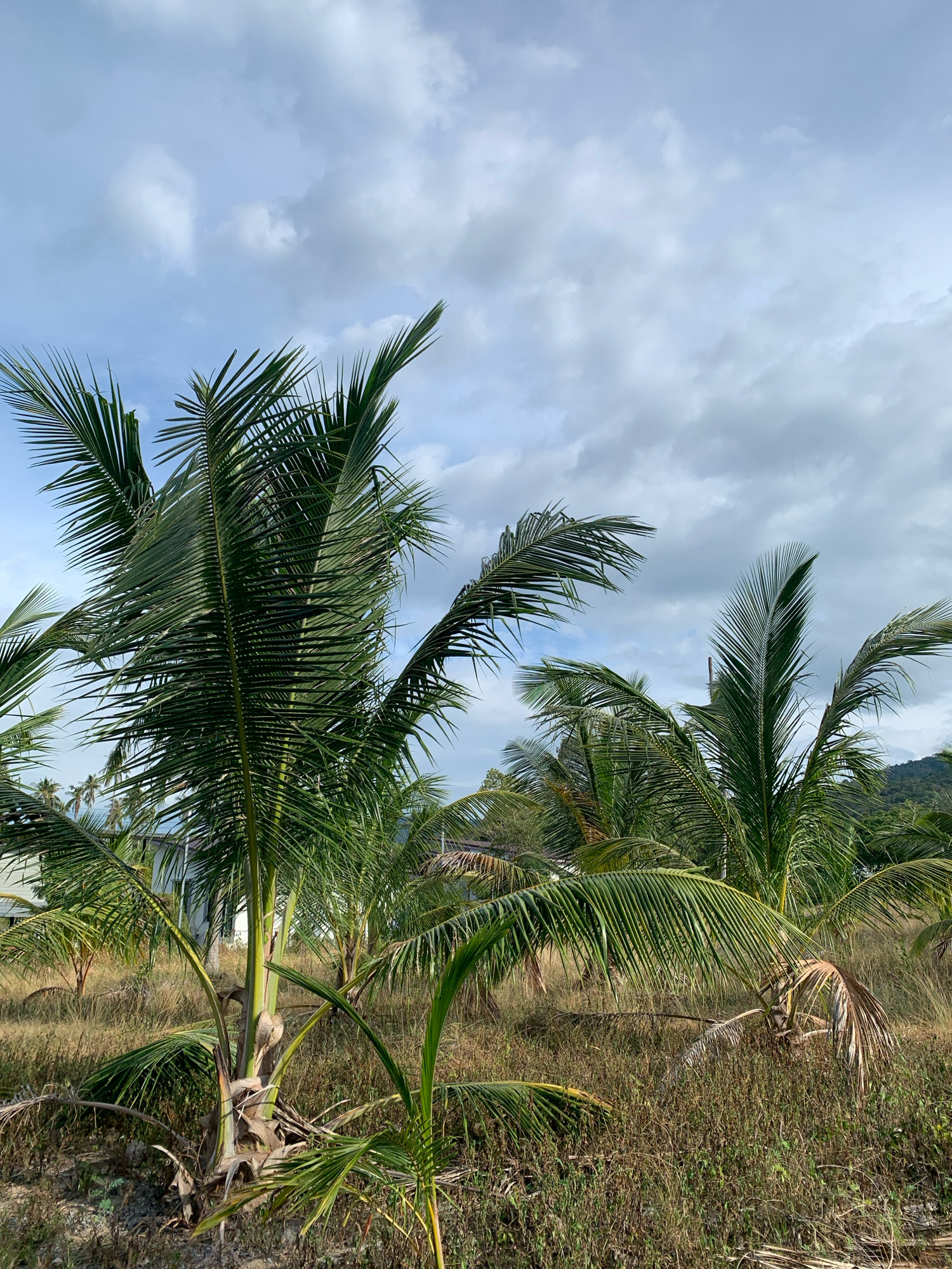 The image depicts a cluster of young coconut palm trees in an open, grassy area, likely in Ko Samui District, Thailand. The foreground is dominated by the fronds and trunks of these trees, with some showing signs of dry, fallen leaves. The ground is covered in dry, brown grass and scattered green foliage. In the background, more coconut palms are visible, along with hints of buildings and a distant, tree-covered hill. The sky above is partly cloudy with a mix of white and gray clouds against a pale blue background. There are no people or animals visible in the scene. The overall impression is of a tropical, somewhat unkempt landscape under a cloudy sky.