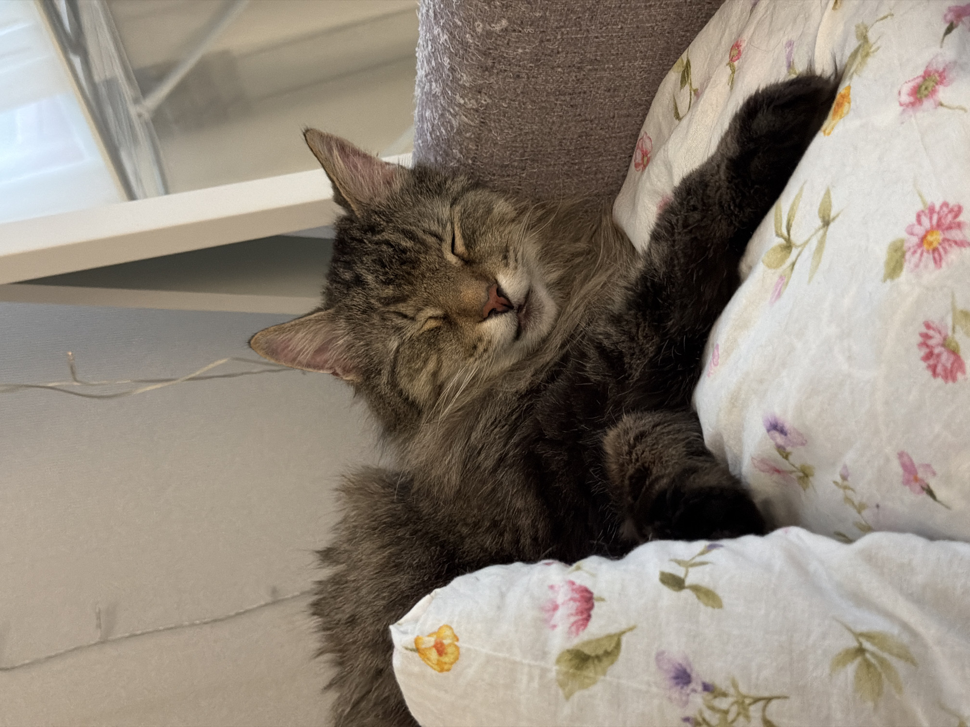 A furry brown tabby cat is sleeping on a floral-patterned pillow. The cat is lying on its side with its eyes closed and paws outstretched, partially obscuring the floral pattern. A gray cylindrical object is behind the cat’s head. A white horizontal surface is visible in the upper left corner. The location is Засечное, Russia.