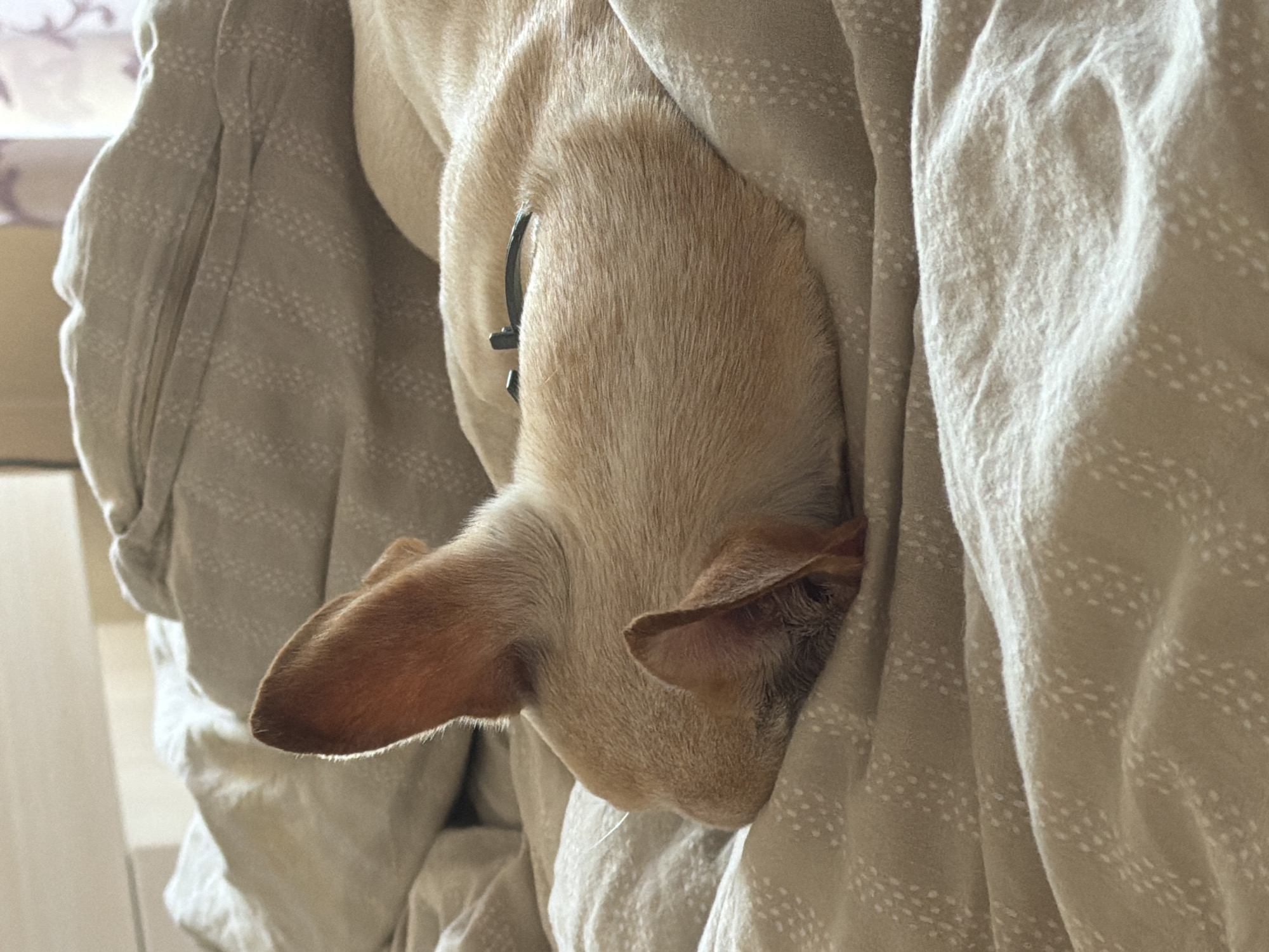 The image shows a close-up view of a dog, likely a chihuahua or similar breed, sleeping on a bed with tan bedding that has a subtle geometric pattern. The dog's head is tucked towards the viewer, with its large ears prominently visible. The dog is light brown in color and appears to be wearing a dark collar. The lighting suggests it is daytime, possibly indoors. The scene is domestic and peaceful. There is no visible indication of the city of Plovdiv, Bulgaria, or any specific location within it.