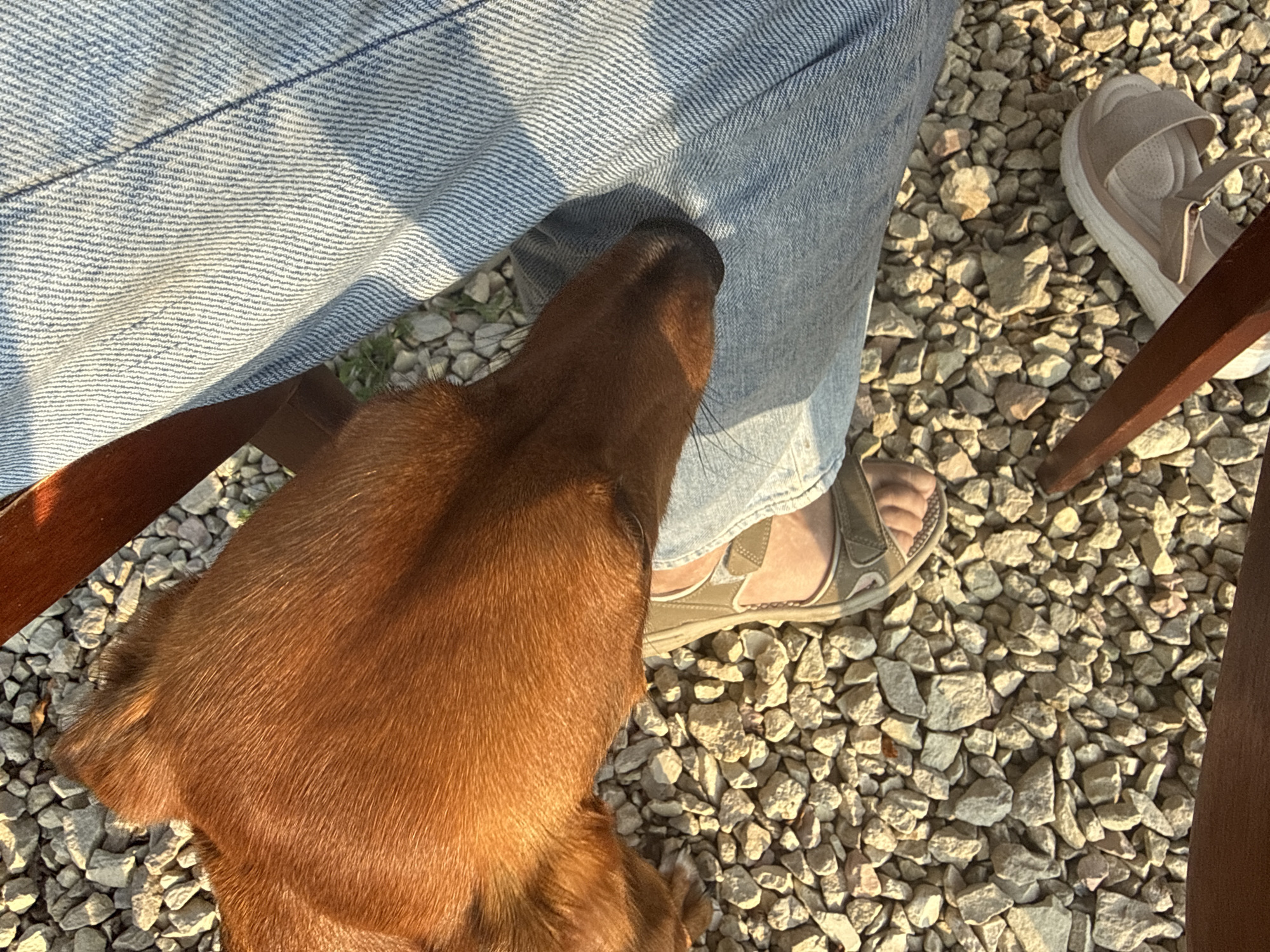 The image shows a close-up of a brown dog's head resting on a person's leg, which is covered in blue jeans. The dog's fur is short and appears to be smooth. The person is wearing a sandal on their right foot. The ground is covered in small gray and white rocks. The scene appears to be outdoors, possibly in a yard or park. There is a wooden chair leg visible in the foreground. The sunlight casts shadows on the rocks and the dog's fur, suggesting it is either morning or late afternoon. The specific location in Lyady, Russia is not discernible from the visual information in the image.