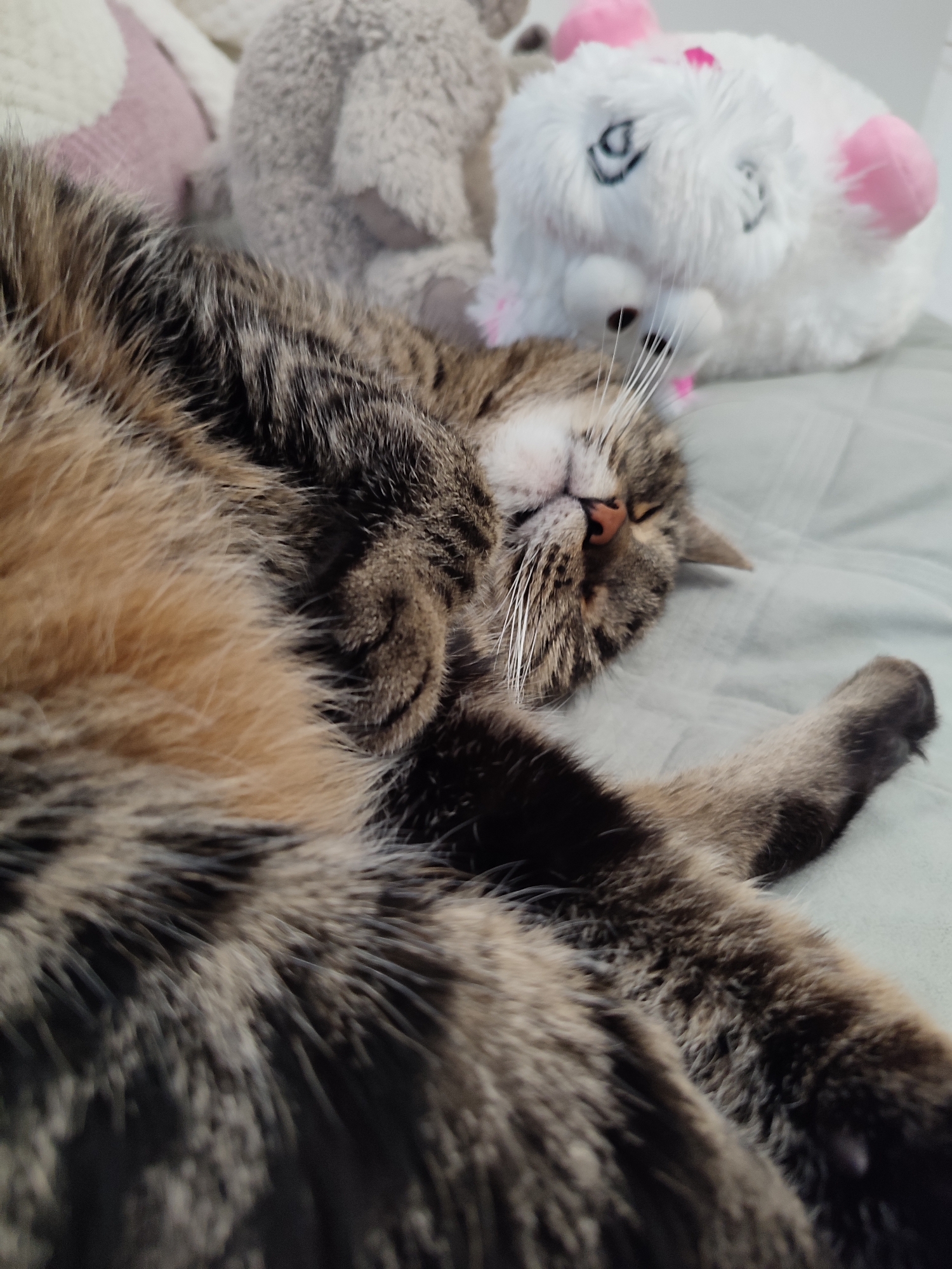 A domestic tabby cat is sleeping on its back on a light green surface. The cat's eyes are closed, and its nose is slightly upturned. A plush white toy with pink ears and a pink heart on its head is positioned behind the cat's head. Another plush toy, grey and indistinct, is partially visible to the left of the white toy. The cat's fur is a mix of brown, black, and tan stripes. The scene is indoors. The location is not specified.