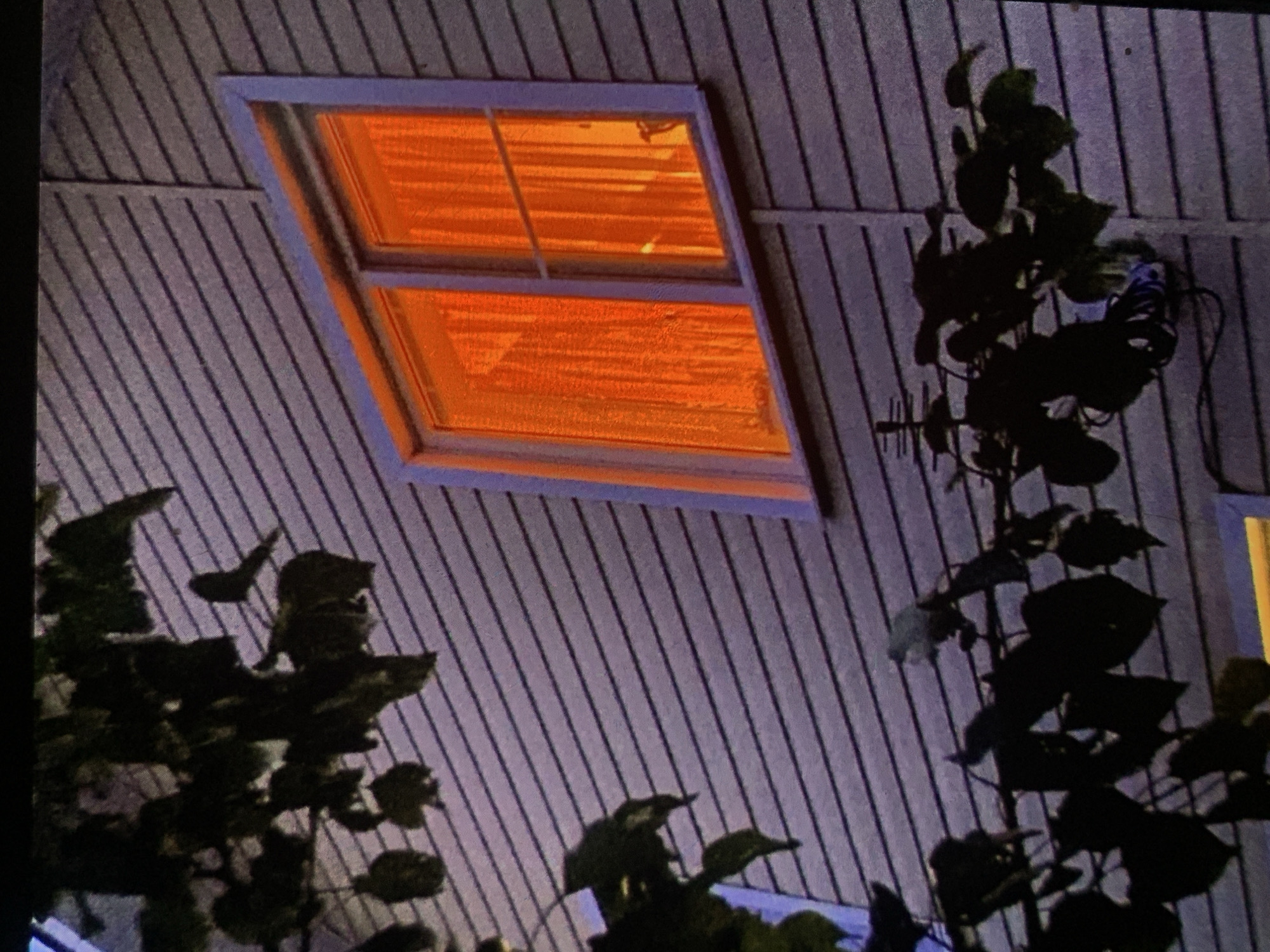 The image shows a close-up of a house with horizontal siding. There is a window with orange curtains that are lit from within. In the foreground, there are dark silhouettes of tree branches with leaves, casting shadows on the siding. The overall lighting suggests it is either dusk or dawn, or the interior lights are very bright. There are no people visible in the image.