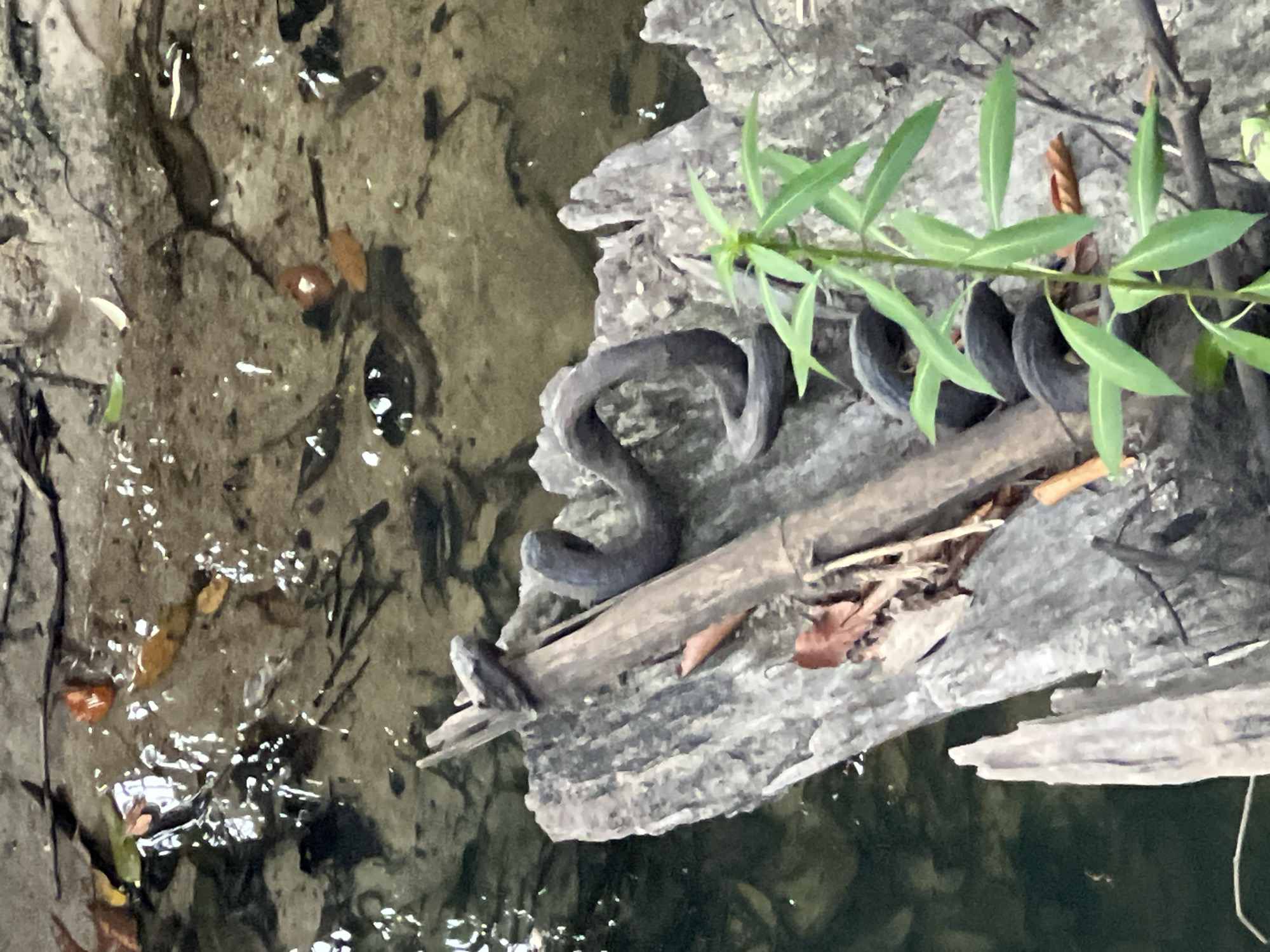 A dark-colored snake is coiled on a decaying wooden log in shallow, murky water. The log is partially submerged and appears to be situated near the edge of a body of water, possibly a canal or a slow-moving river. The water's surface is disturbed by ripples and reflects light, indicating movement. Several dark, tadpole-like organisms are visible in the water. A small green plant with thin leaves grows upwards from the log on the right side of the image. Dried leaves are scattered on the log and in the water. The overall scene suggests a natural, aquatic environment.