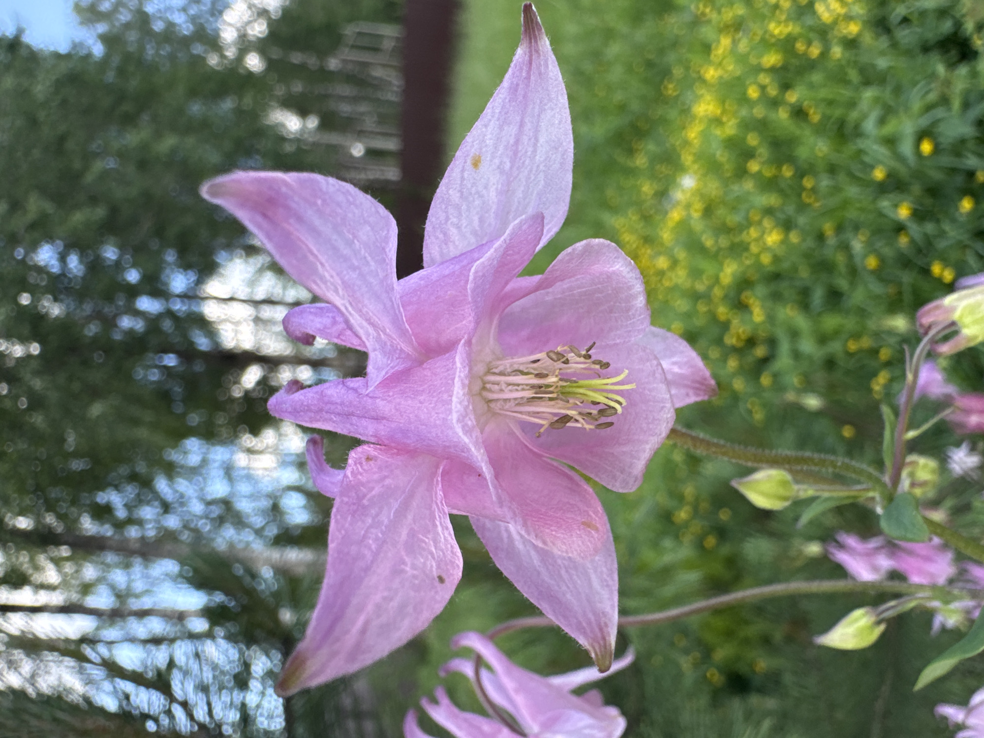 A close-up, eye-level shot features a pink columbine flower in the foreground, its delicate petals unfurling against a blurred background of green foliage and small yellow flowers. The flower, with its intricate structure and prominent stamens, is the clear subject. Behind the columbine, hints of trees with dappled sunlight filtering through their leaves suggest an outdoor, possibly garden setting. The overall impression is one of natural beauty and tranquility. The image is likely from Steklyannyi, Russia, given the prompt's request.