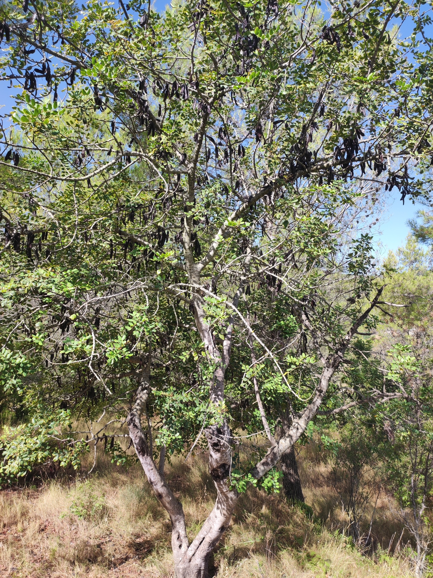 A carob tree, laden with dark brown pods, stands in the foreground, its branches spreading wide against a clear blue sky. The tree's trunk is gnarled and textured, with a rough, grayish bark. Sunlight filters through the dense green foliage, casting dappled shadows on the dry, golden grass and scattered brown leaves that cover the ground. In the background, more trees and vegetation create a sense of depth, with hints of pine trees visible further in the distance. The scene appears to be a natural, uncultivated outdoor environment, likely in a rural or wild area. The overall impression is one of natural abundance and rustic beauty.