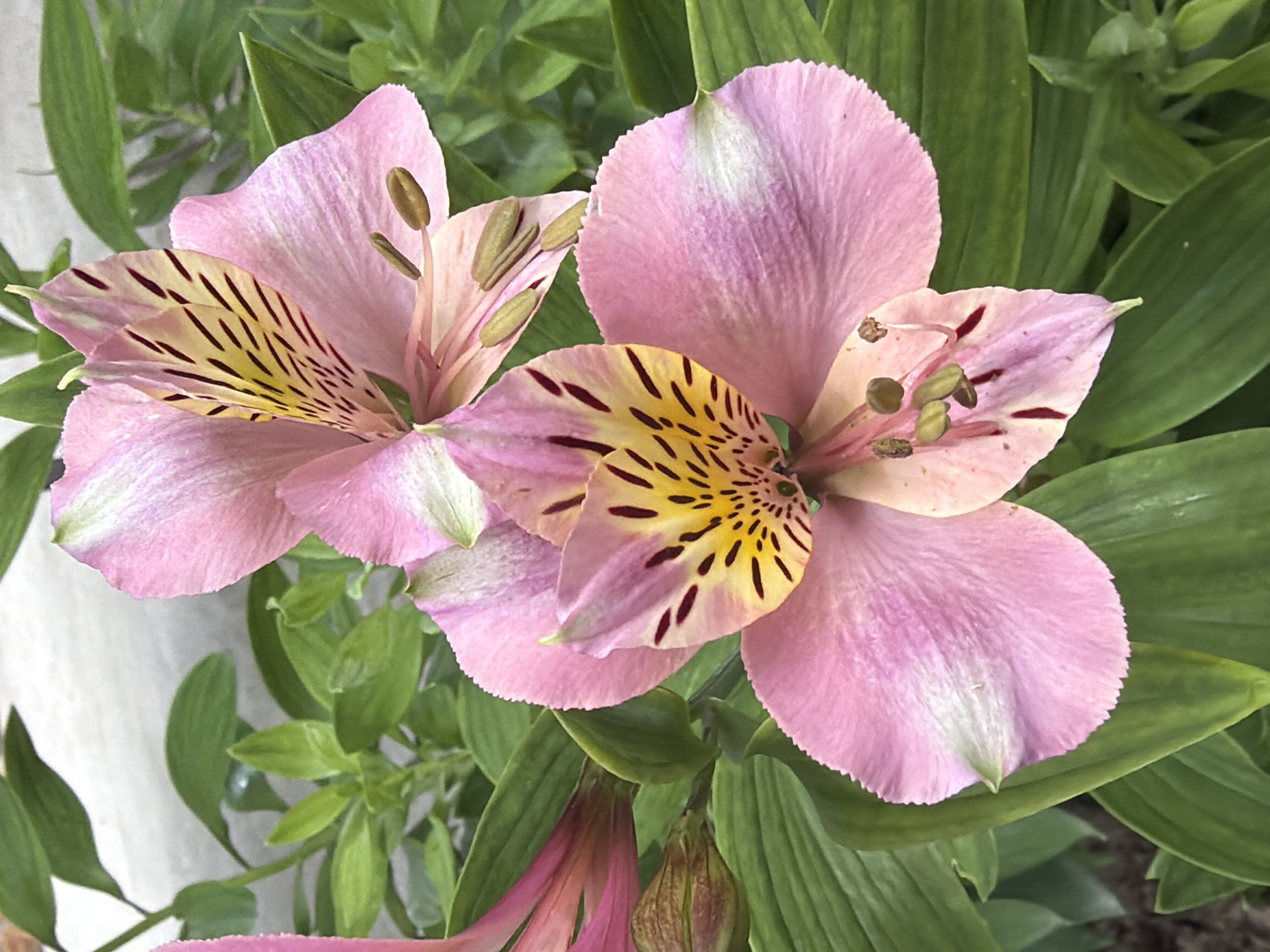 This is a close-up, eye-level, vertical shot of two pink Alstroemeria flowers in bloom. The flowers have delicate, ruffled petals with striking yellow centers featuring dark red streaks. Several stamens with brown pollen are visible. The flowers are surrounded by lush, green foliage. The background is softly blurred, appearing to be a light-colored wall or structure. The scene is outdoors, possibly in a garden setting within the city of Selanovtsi, Bulgaria. There are no people or animals present in the image. The lighting suggests daylight.