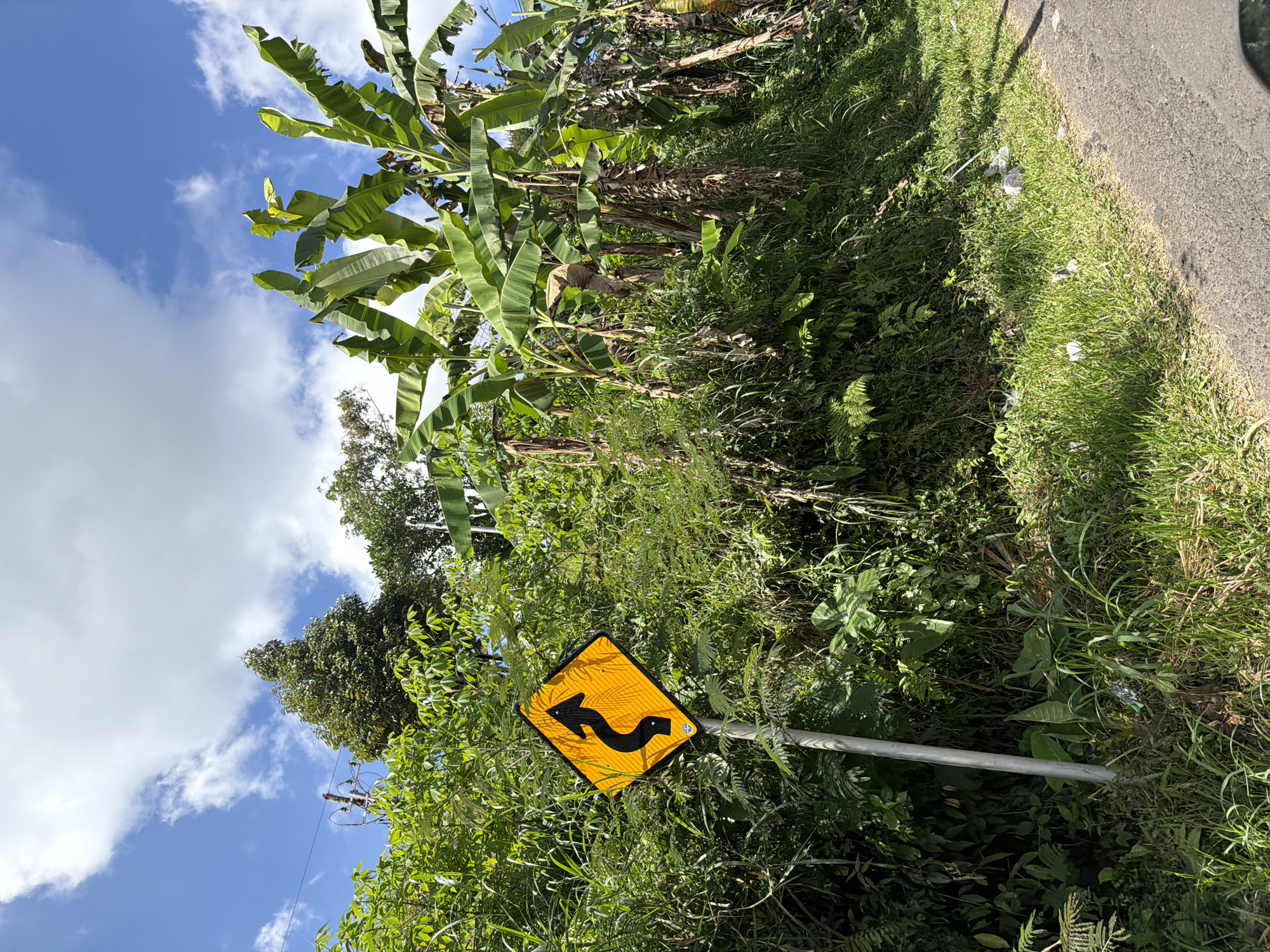 A diamond-shaped, orange traffic sign with a black, winding arrow indicating a series of curves is positioned on a metal pole to the left of a road. The sign is surrounded by lush green vegetation, including trees and plants, with large banana leaves visible on the right side of the frame. In the background, the sky is blue with scattered white clouds. The road in the foreground appears to be asphalt and curves to the right. There is some scattered white litter on the grassy area next to the road. The scene is consistent with a rural or roadside environment in the region of Baturiti, Indonesia, known for its natural landscapes and agricultural areas. No people or animals are visible in the image.