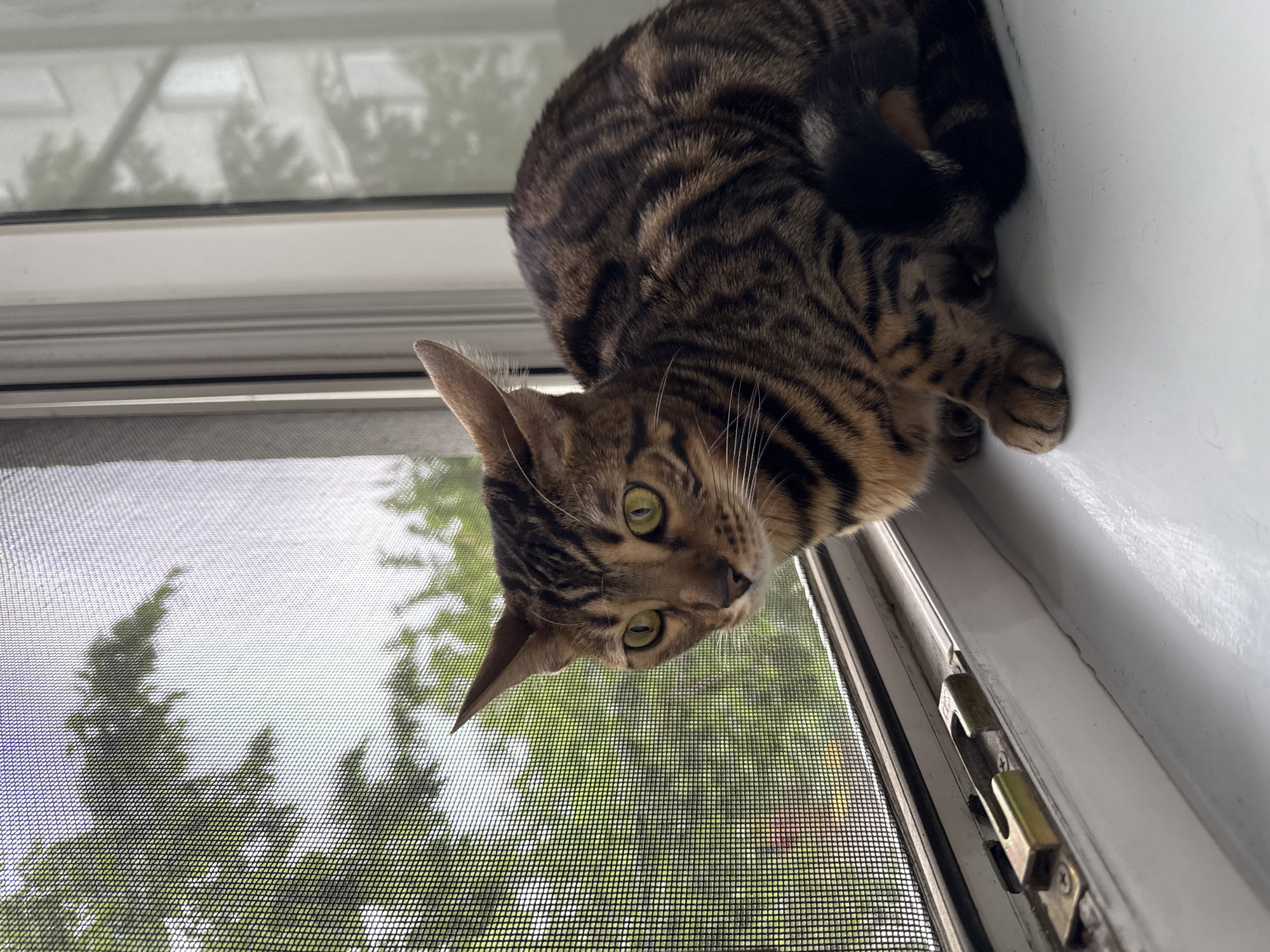 A close-up shot displays a tabby cat perched on a window frame. The cat is positioned in the upper portion of the frame, its body partially curled. It is looking directly at the camera, revealing its green eyes. The window has a screen, with foliage visible outside. The location of this image is Unknown, Unknown.