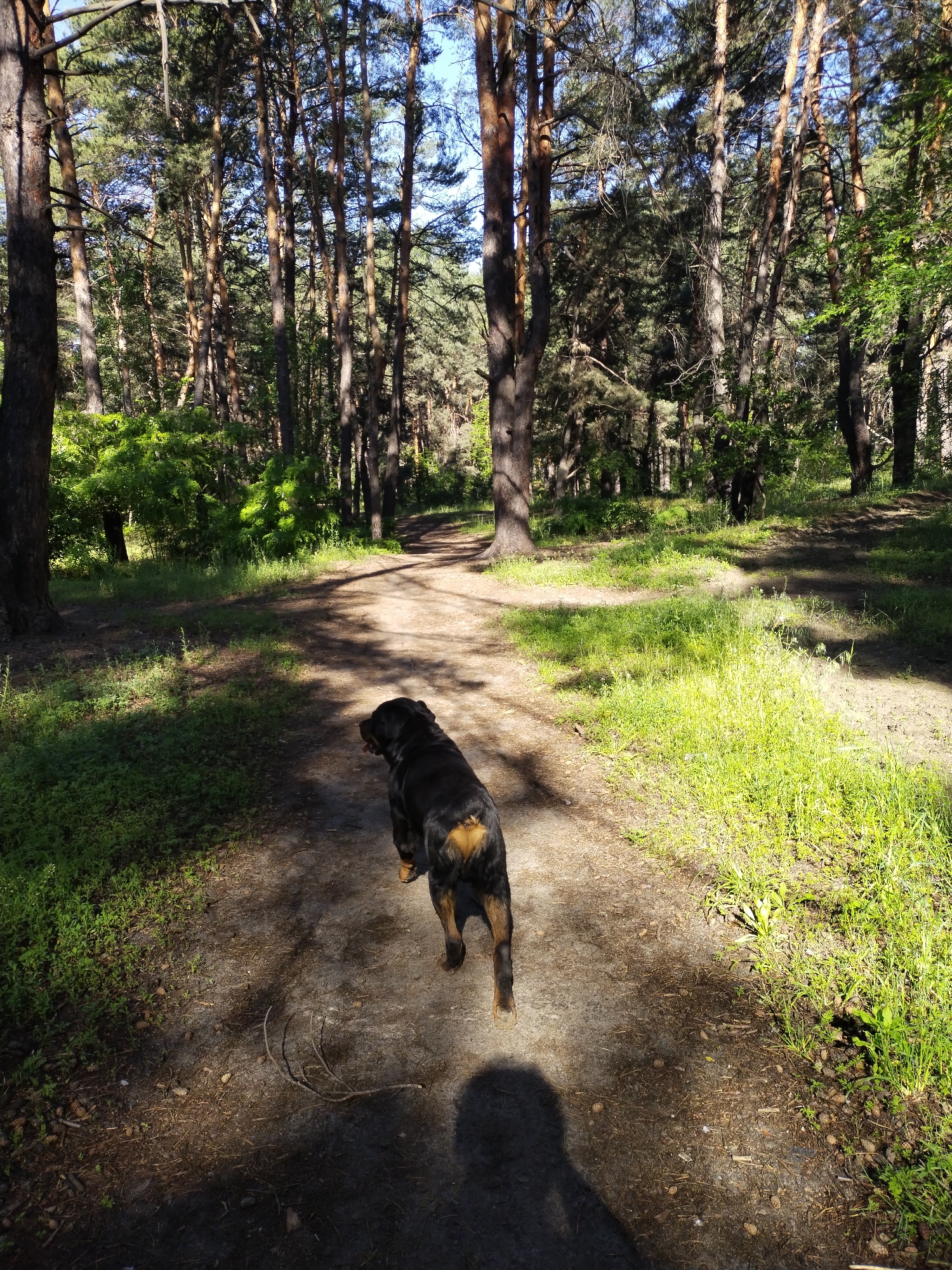 An outdoor, eye-level shot captures a black and tan dog, likely a Rottweiler or similar breed, walking away from the camera on a sun-dappled dirt path. The dog is positioned slightly off-center to the right, heading into the forested area. Its coat is dark with distinctive tan markings on its legs and hindquarters. The shadow of the photographer is visible in the lower left foreground, indicating the perspective.
The scene is set in a vibrant forest, dominated by tall pine trees with reddish-brown trunks and green needles, casting long shadows across the path and surrounding ground. Lush green undergrowth and grass line both sides of the path, with patches brightly illuminated by sunlight and others in deep shade. The path itself is unpaved, winding gently into the distance where more trees are visible under a clear, bright blue sky. The sunlight is strong, suggesting it is either morning or late afternoon. The atmosphere is peaceful and natural. No visible text is present in the image. The location is Horishni Plavni, Ukraine.
