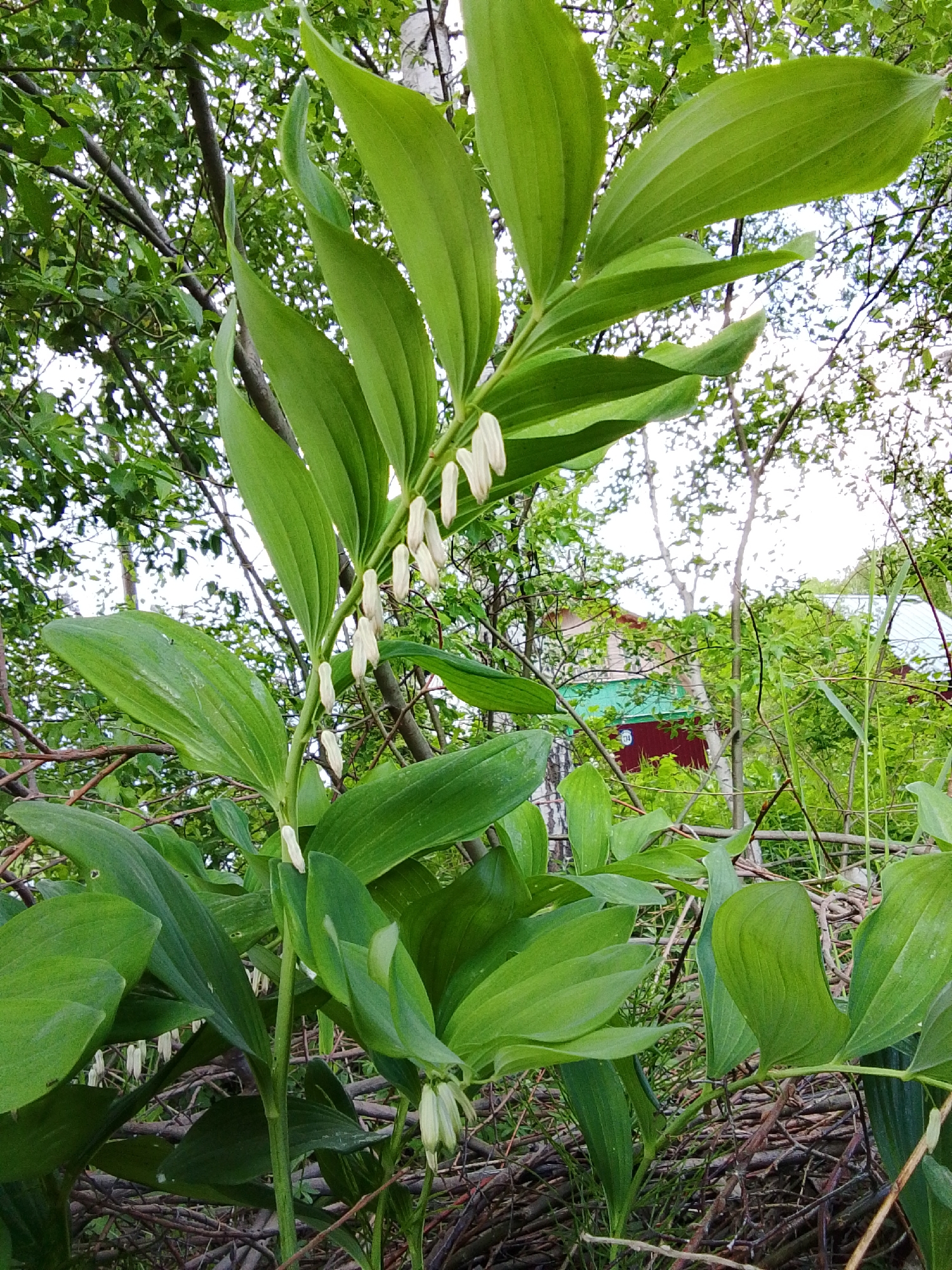 The image shows a plant with large, broad green leaves growing in a wooded area. The plant has a drooping stem with small, white, bell-shaped flowers hanging underneath the leaves. The background features branches, green foliage, and glimpses of a house with a green roof and red walls through the trees. Based on the location information, the scene is likely in or near the city of 1-Go Maya, Russia. The environment appears natural and overgrown.
