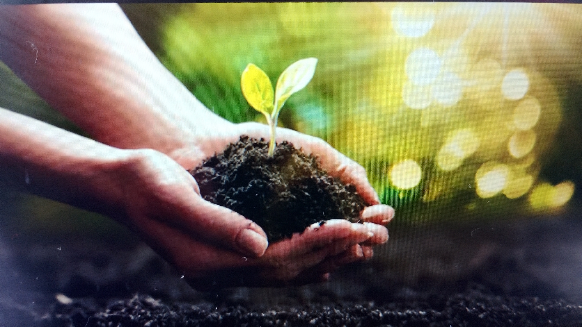 The image shows a pair of hands holding a small plant seedling with soil. The background is a blurred green and yellow bokeh effect, suggesting sunlight filtering through leaves. The scene is not set in the city of Smolyan, Bulgaria.