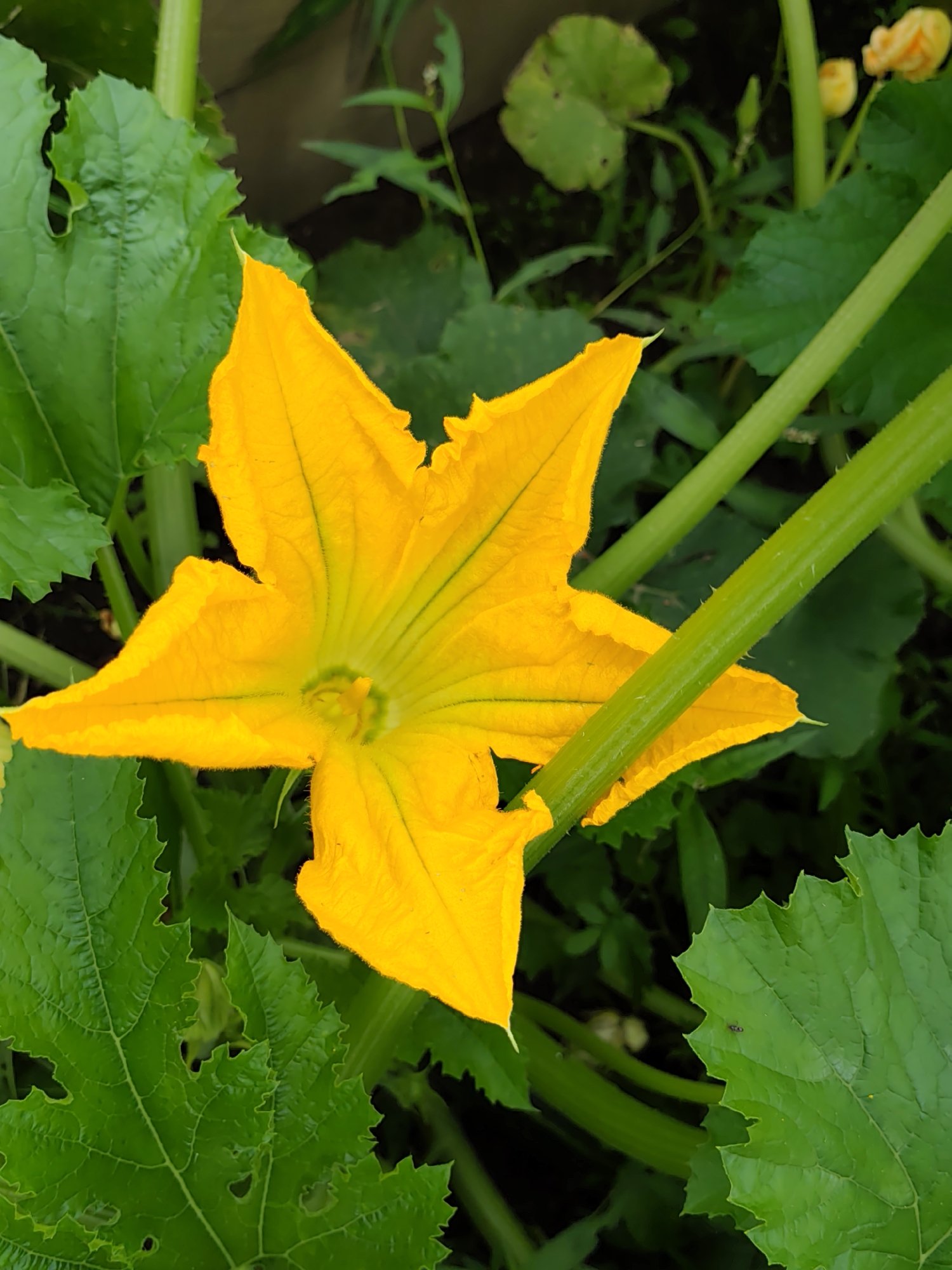 A bright yellow squash blossom, with five pointed petals, is the central focus of this close-up, eye-level shot. The blossom's interior is a lighter yellow, with visible green veins radiating from the center. Surrounding the blossom are large, deep green leaves with serrated edges. Several thick, ribbed green stems are visible, some crossing in front of and behind the flower. The background is blurred, showing more green foliage and hints of darker areas, suggesting a garden setting. There are no people or animals in the frame. The image was taken in Бараўлянскі сельскі Савет, Belarus.