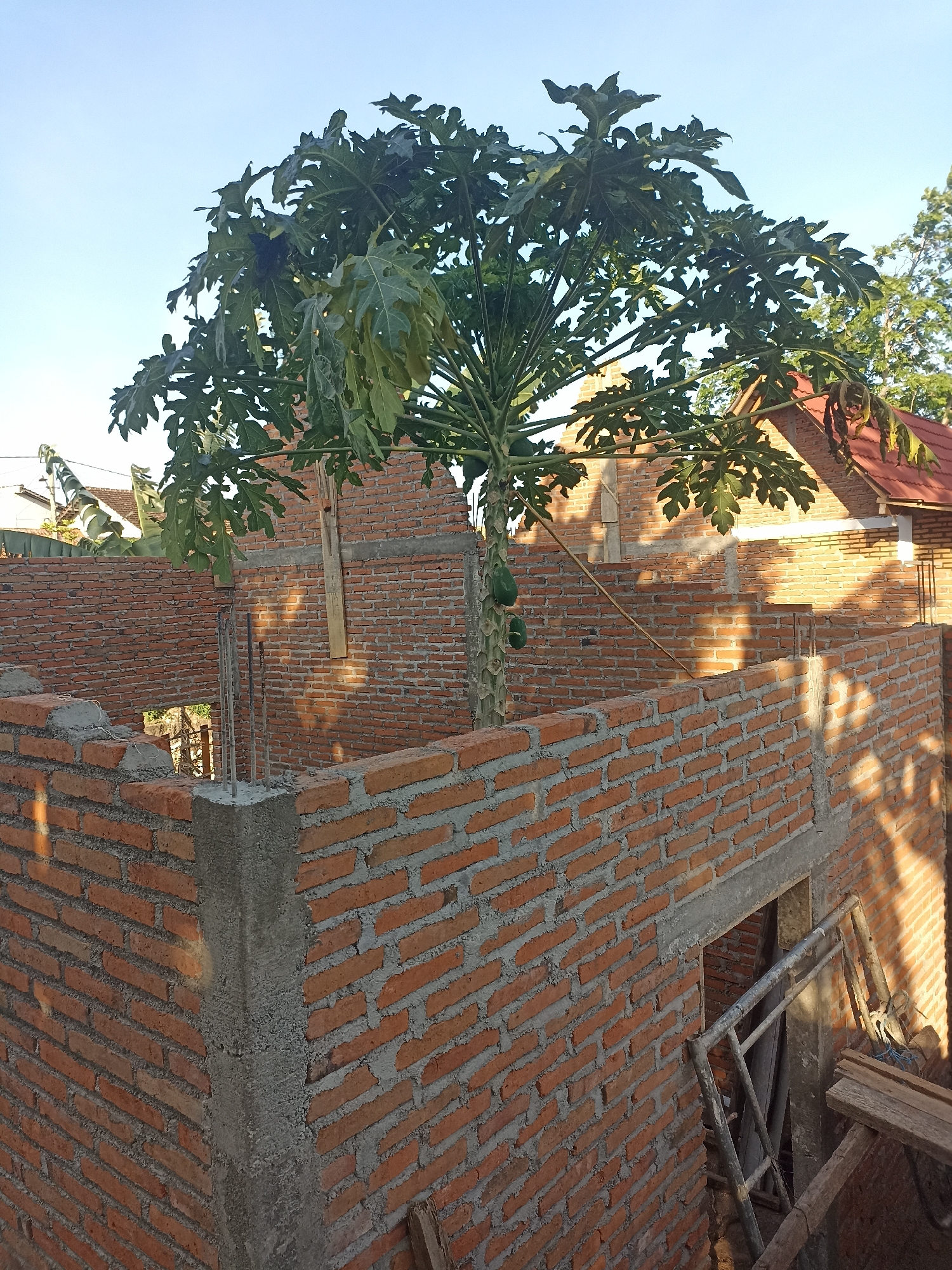 The image shows an outdoor scene in Mojopanggung, Indonesia, featuring a partially constructed brick building and a papaya tree. The building's walls are made of red bricks, with visible concrete support structures and rebar. Several unripe green papayas hang from the tree, which is positioned within the building's footprint. The sky above is clear and blue, suggesting daylight. The overall impression is of an ongoing construction project in a tropical or subtropical environment.