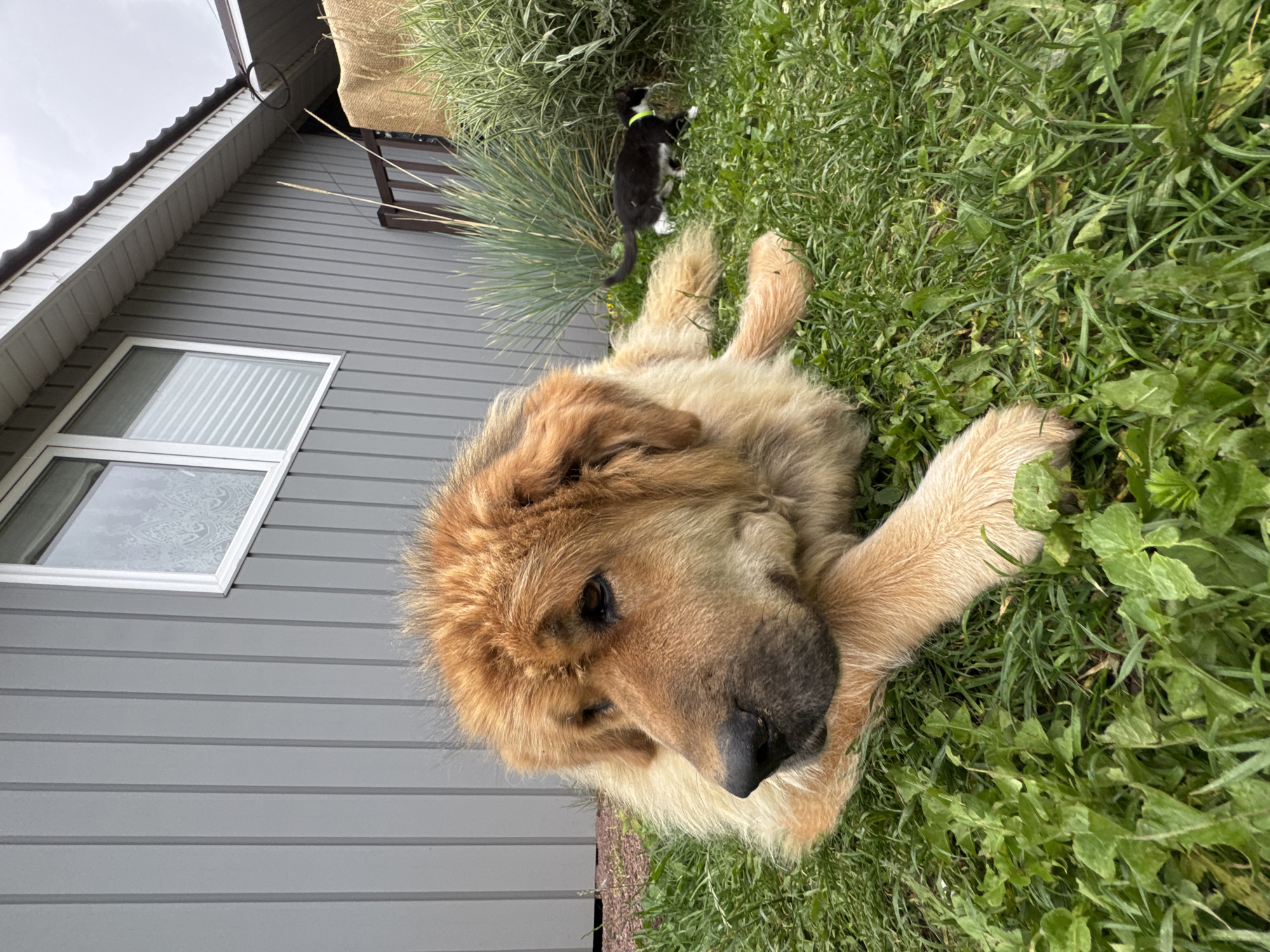 A large, fluffy, light brown dog with a darker brown nose is lying on its side in a grassy yard. Its head is resting on its front paws, and it is looking to its left. Behind the dog, a small, black and white kitten with a yellow collar is walking through the grass. In the background, there is a grey, vertical-sided building with a white-framed window. The sky is overcast. This scene is located in Kempelevo, Russia.