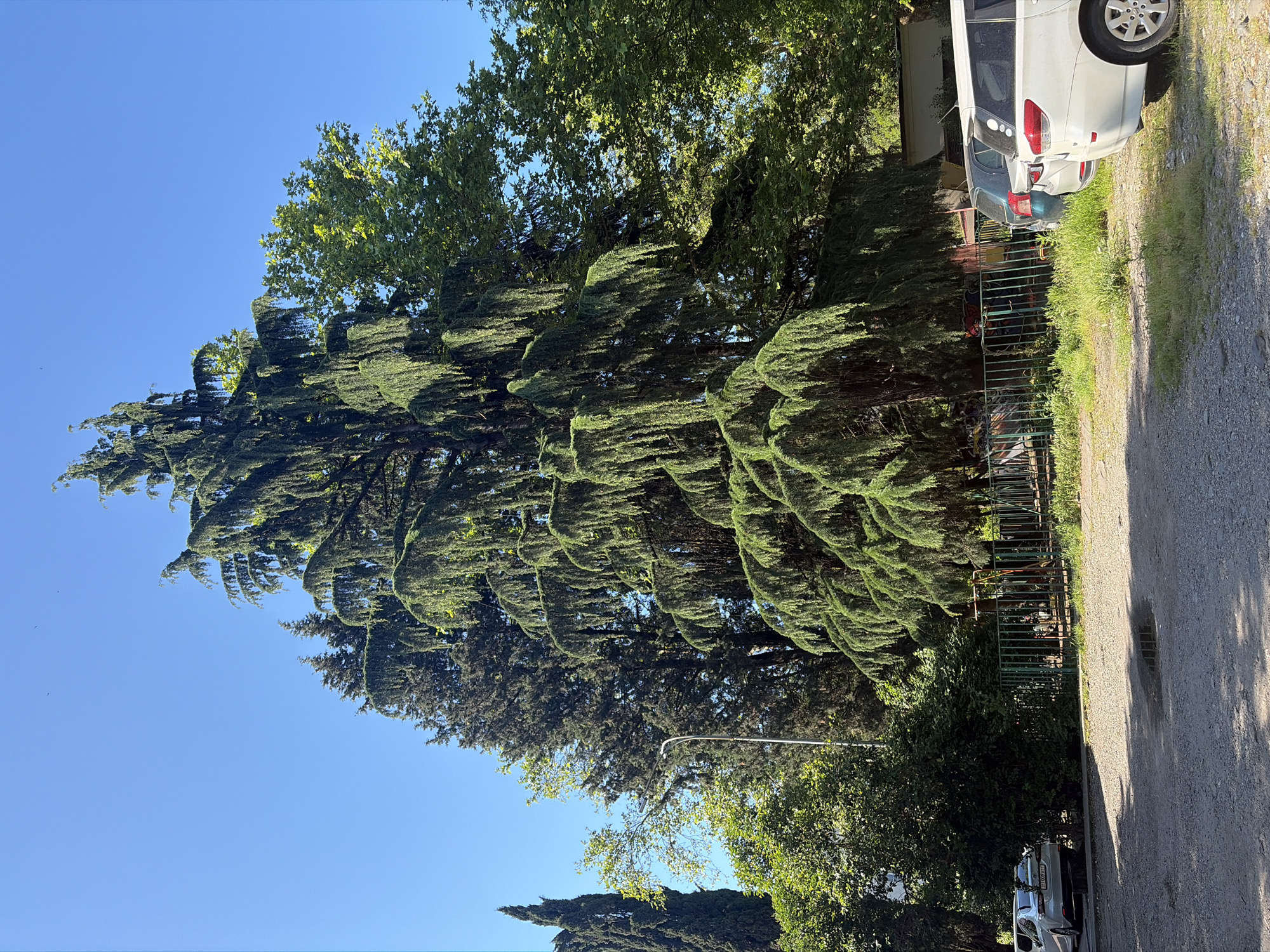The image, taken in bright daylight, captures a scenic outdoor setting, likely a street or driveway bordered by lush vegetation. The scene is dominated by a long row of tall, dense conifer-like trees, possibly cypress or cedar, with rich green foliage, running vertically along the left side of the frame. Their branches appear somewhat drooping, creating a distinctive texture. Behind these trees, and slightly higher, are other trees with lighter green, deciduous leaves, contrasting with the dark conifers.
To the right of the trees, a dark green metal fence separates the foliage from a gravelly or asphalt road or driveway. On this road, two cars are parked. The car in the foreground is a white hatchback or SUV, seen from its rear passenger side. Behind it is a darker-colored car, possibly dark gray or blue. The license plate on this darker car is visible, displaying "B097AK 123 RUS," with "123" being the region code for Krasnodar Krai, where Sochi is located.
The road surface shows tire tracks and distinct shadows, indicating a sunny day, likely morning or early afternoon. A clear, vibrant blue sky fills the upper right portion of the image. A modern streetlight pole with a curved arm can be seen among the trees in the lower-middle part of the frame. No people are visible, and the scene conveys a tranquil, natural ambiance on a clear, pleasant day in Sochi, Russia.