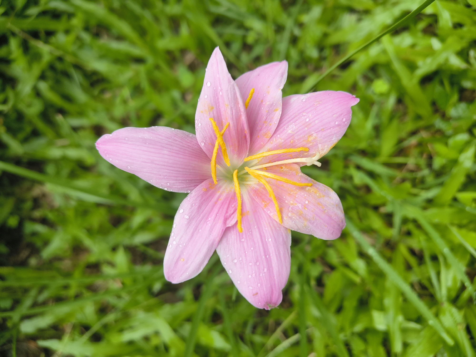 A close-up, top-down view captures a single, delicate pink flower with six pointed petals, each exhibiting fine, parallel veins. The petals are adorned with numerous small, clear water droplets, suggesting recent rain or dew. In the center of the bloom, bright yellow stamen with darker tips radiate outwards, contrasting sharply with the soft pink of the petals. A hint of white is visible at the very base of the stamens. The flower rests against a blurred backdrop of lush, green grass, also speckled with water droplets. The overall impression is one of natural beauty after a rainfall in Dharamshala, India.