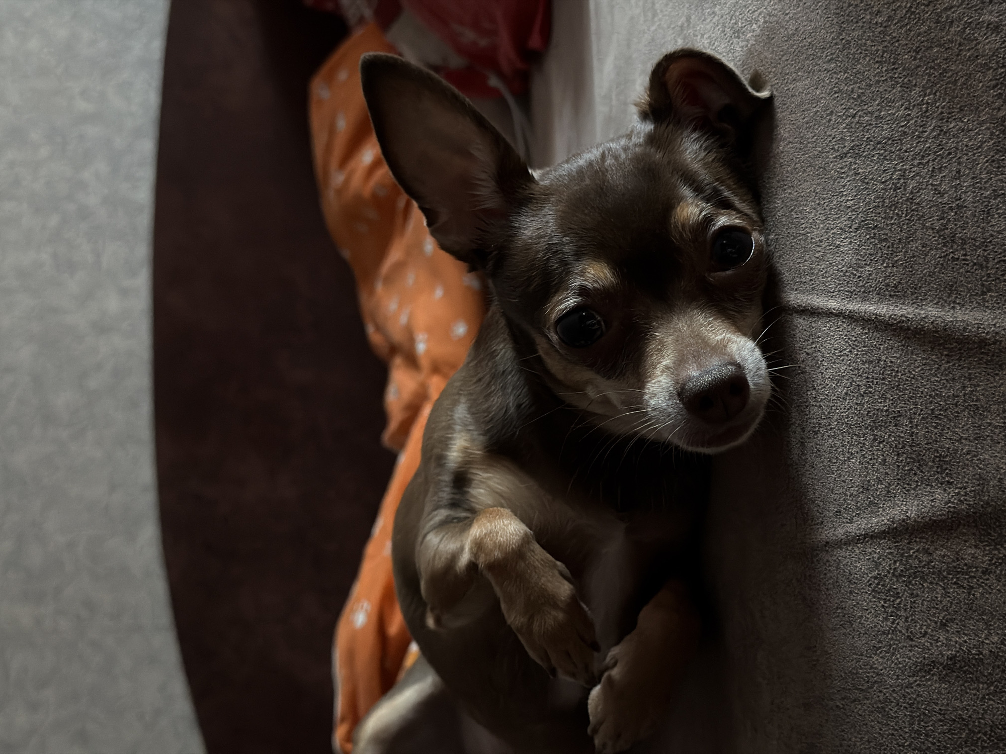 An eye-level, close-up, full shot captures a small, brown chihuahua dog lying on its back on a gray, textured surface that appears to be a bed or sofa. The dog's head is tilted, and its left ear is prominent. Its eyes are dark and wide, and its snout is visible, with a damp nose and white whiskers. The dog's paws are curled upwards, and its body is partially obscured by its own limbs. In the background, there are two pillows; one is orange with white polka dots, and the other is red with a floral pattern. The overall lighting is dim, with shadows creating depth and highlighting the dog's features. The scene appears to be indoors, possibly in a bedroom.