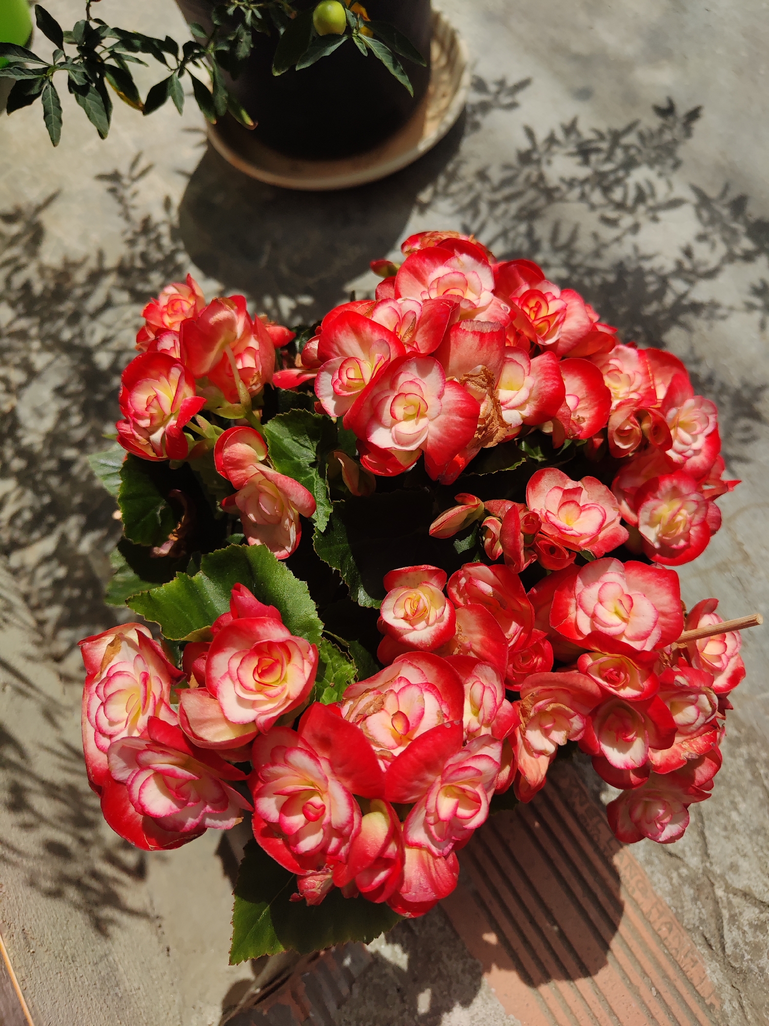 A high-angle shot shows a potted begonia with red and white flowers, illuminated by sunlight. The flowers are densely packed, creating a visually striking cluster. Green leaves peek through the flowers. The plant sits on a concrete surface with a brick edge visible in the lower right corner, suggesting a patio or outdoor setting. The shadow of another plant in a pot is visible on the upper left of the surface. The location of Da Lat, Vietnam is not explicitly evident in the image.
