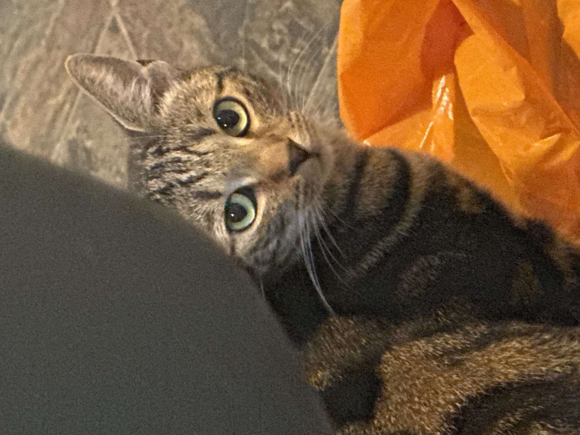 A tabby cat with green eyes and dark brown stripes lies on a gray surface, its head tilted upwards. An orange object is visible in the upper right corner of the frame. The location is unknown.