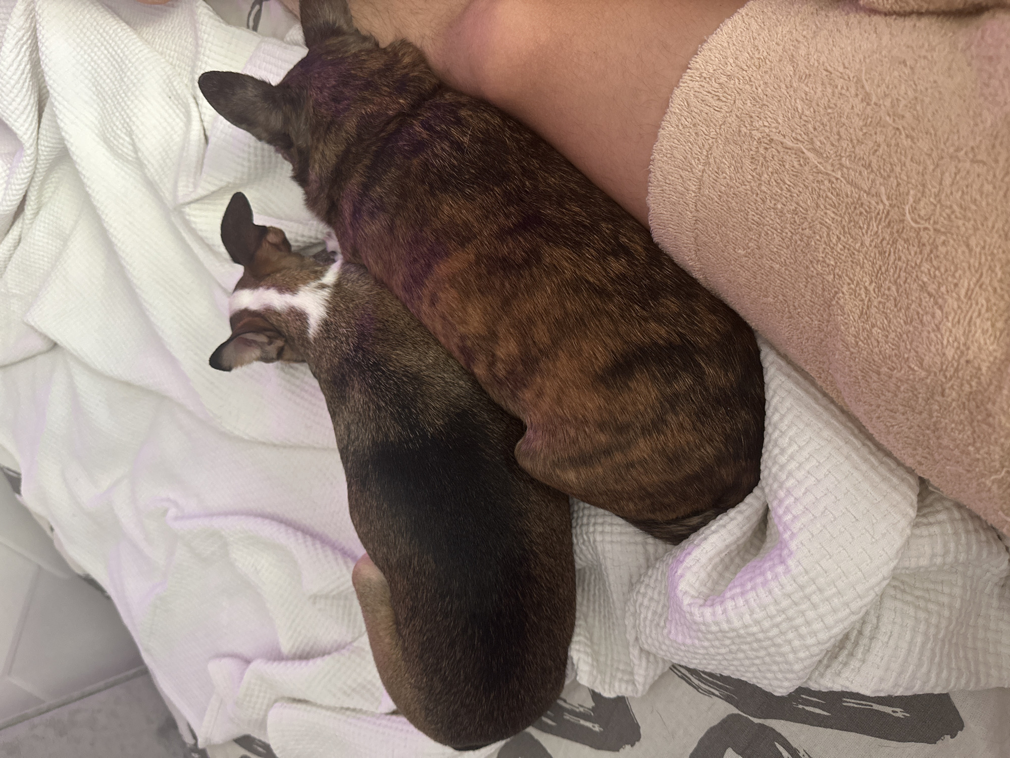 Two small dogs, one with brindle fur and the other with dark fur and white markings, are nestled together on a white waffle-weave blanket. The dogs appear to be resting, their bodies intertwined. A person's leg, covered in a light pink textured towel, is visible in the upper right portion of the image, suggesting the dogs are on a bed or couch with a person. The lighting is dim, casting a soft glow on the scene, and there are no visible signs of text. The overall impression is one of comfort and companionship.