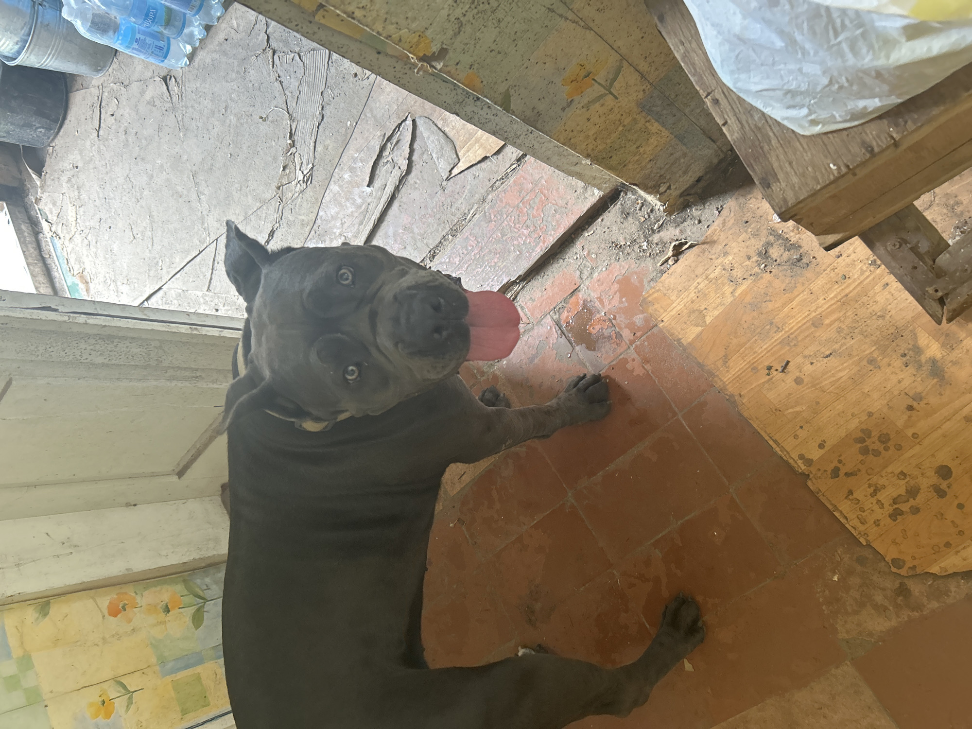 A dark-colored dog, likely a pitbull or similar breed, is lying on a floor composed of terracotta tiles and wood planks. The dog's tongue is hanging out, suggesting it may be hot or panting. Its eyes are open, and it appears to be looking upwards. The scene is indoors, with a somewhat dilapidated appearance. The floor shows signs of wear and tear, with some areas of peeling linoleum or wallpaper. In the background, there are some plastic water bottles and a metal bucket. Further back, a wooden surface is visible, with a white plastic bag on top. The lighting suggests it is daytime, though no specific time can be determined. The environment appears to be a storage area, shed, or possibly a room under renovation. There is no visible text in the image. The overall impression is one of a domestic setting that is not meticulously maintained, with the dog being the central focus of the image.